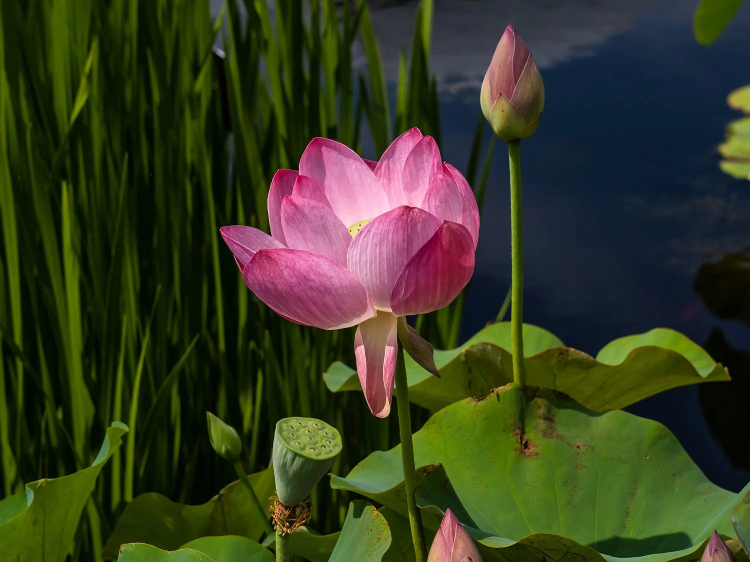 Lotus 1500 6-26-2026 NYBG Flower Power 122P.jpg