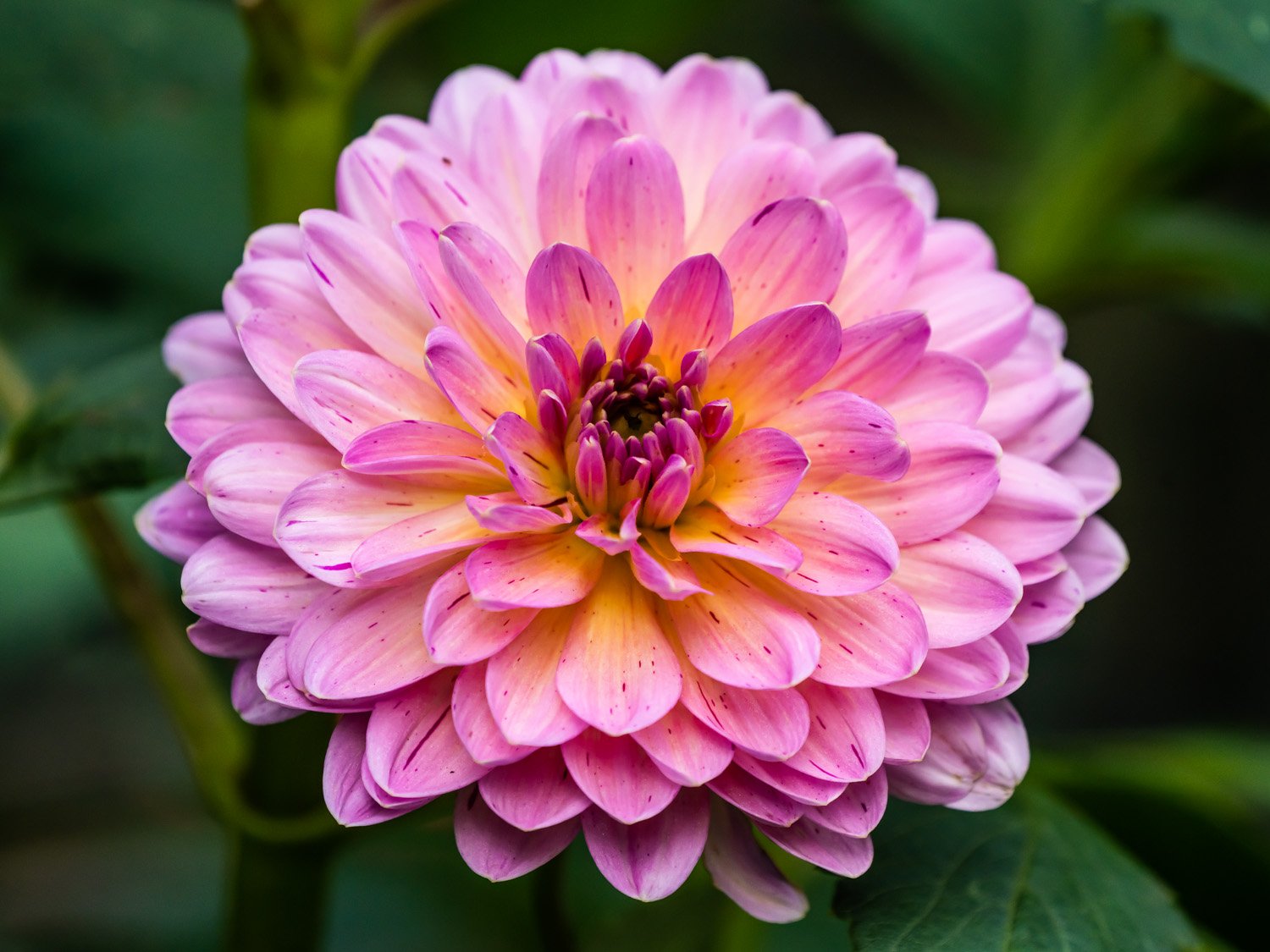 Dahlia 1500 9-5-2026 RSP 115P.jpg