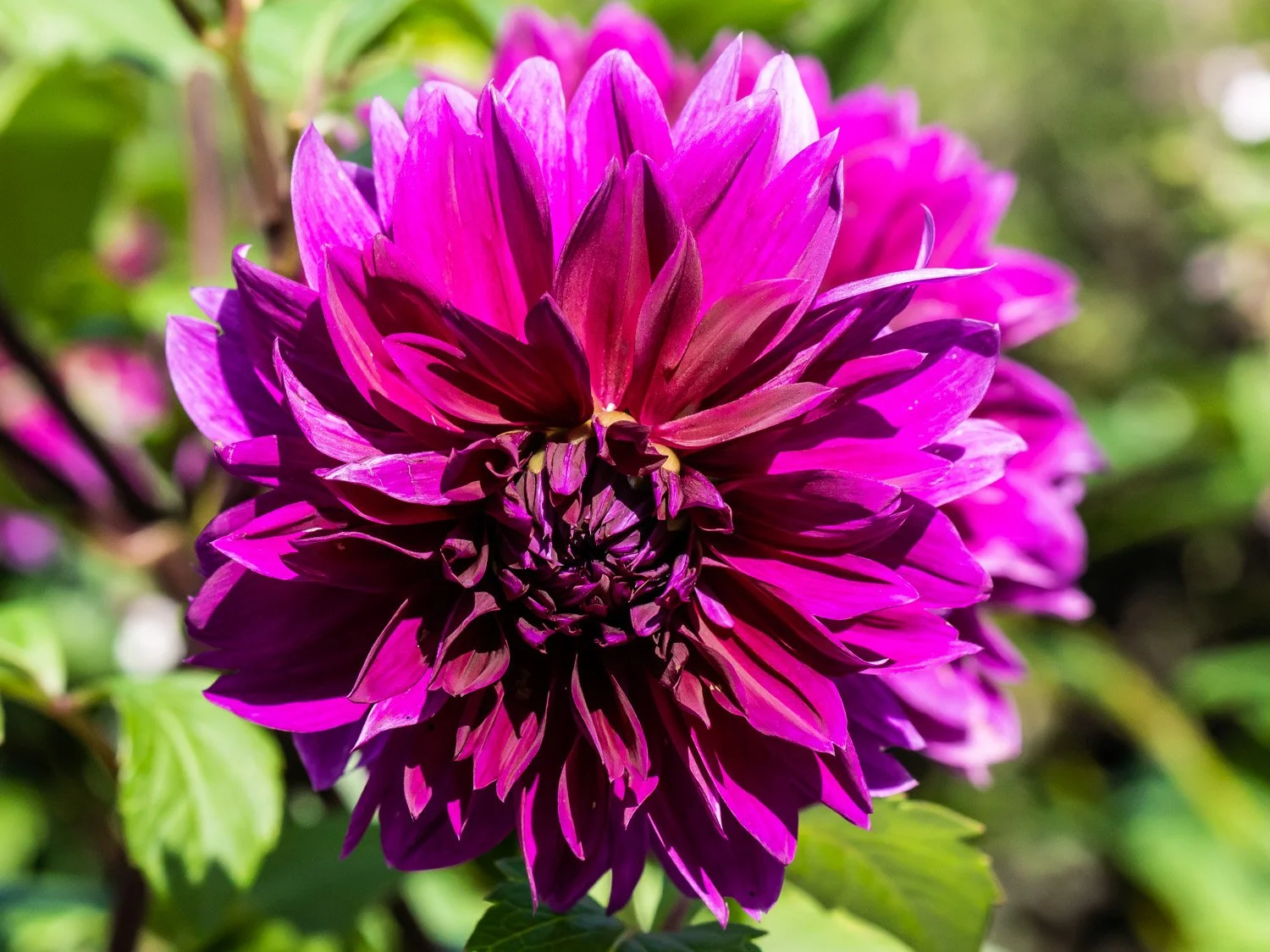Dahlia 1500 9-10-2026 036P.jpg