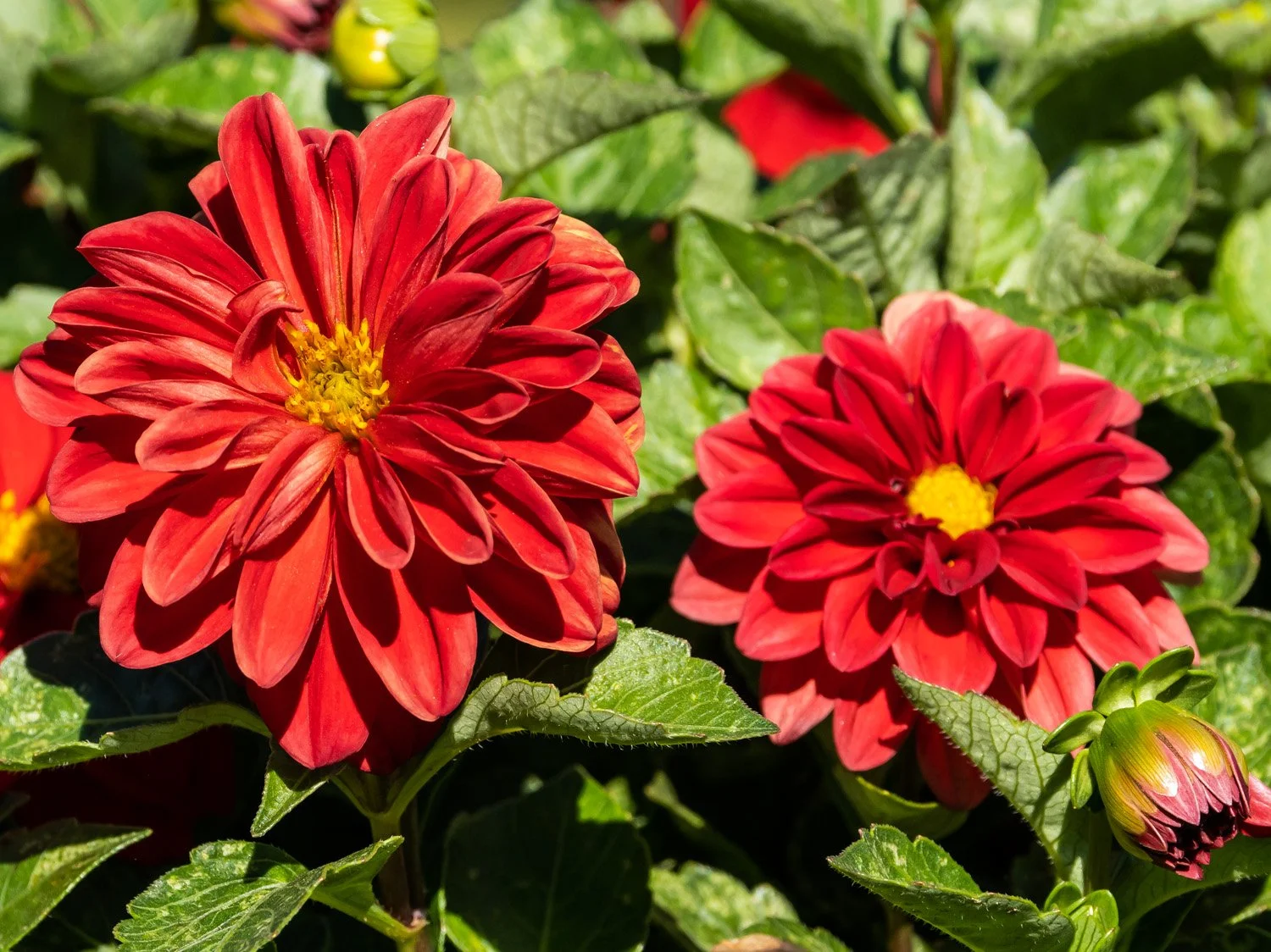 Dahlia 1500 9-18-2026 GI 066P.jpg