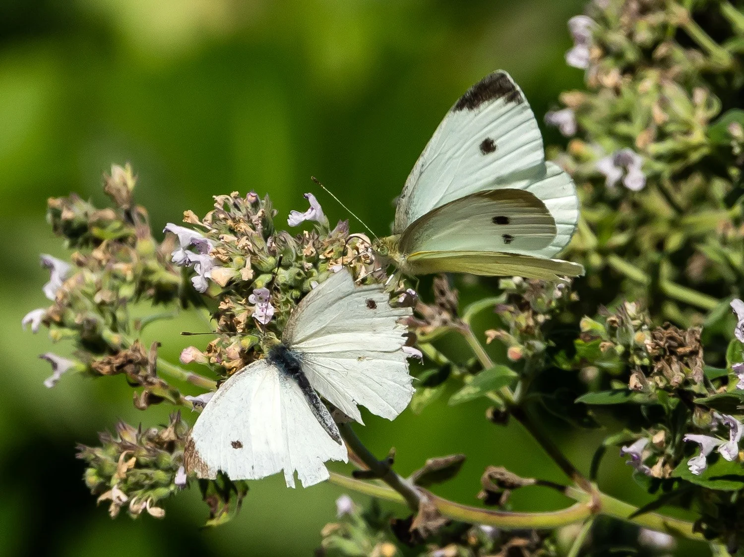 Cabbage White Butterfly 1500 9-18-2026 GI 038P.jpg
