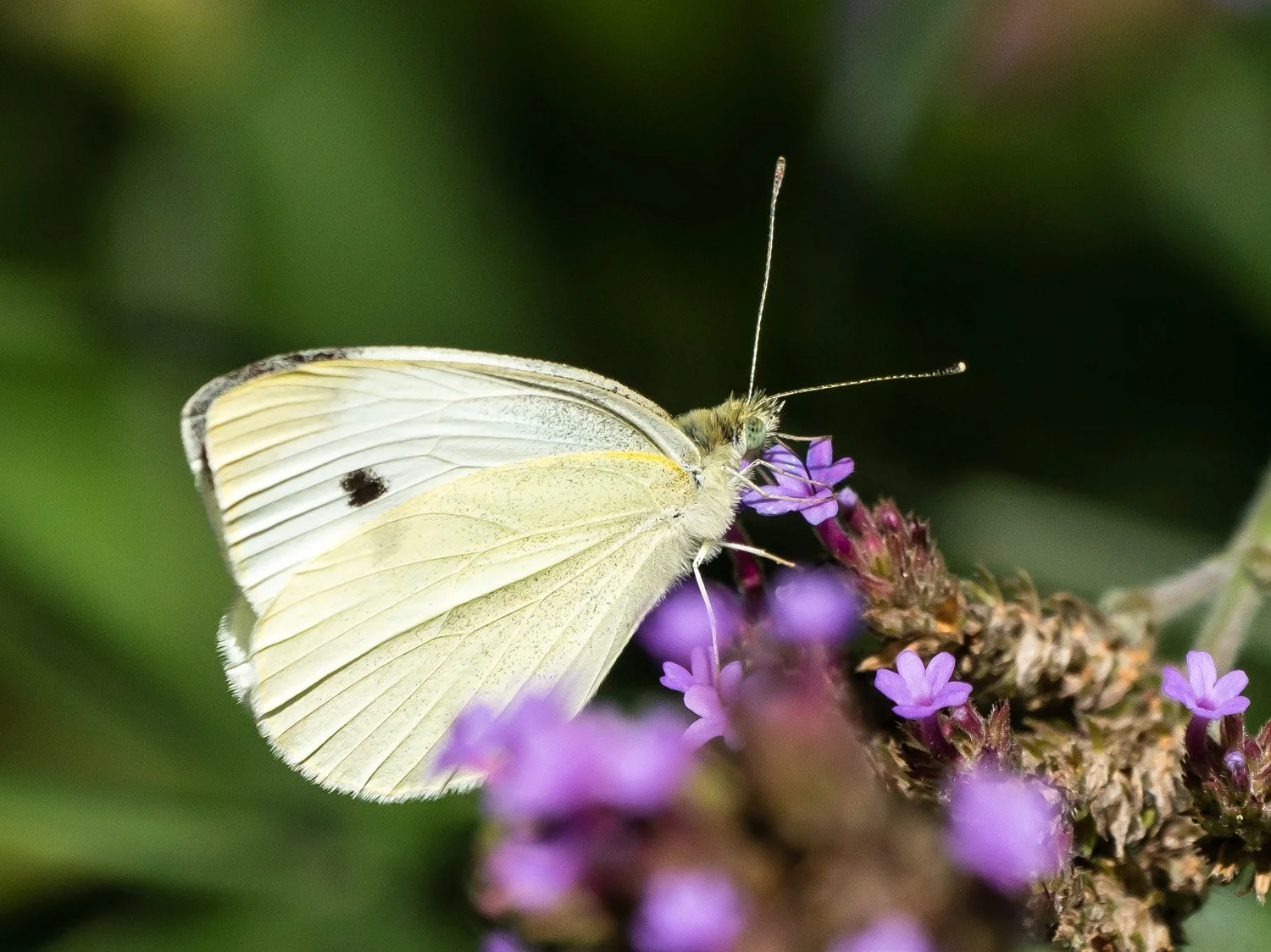 Cabbage White Butterfly 1500 9-10-2026 093P.jpg