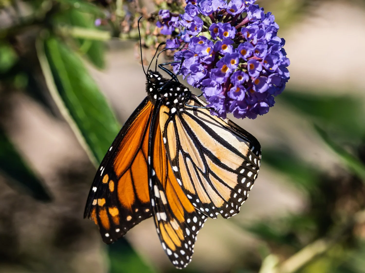 Monarch Butterfly 1500 9-18-2026 GI 126P.jpg