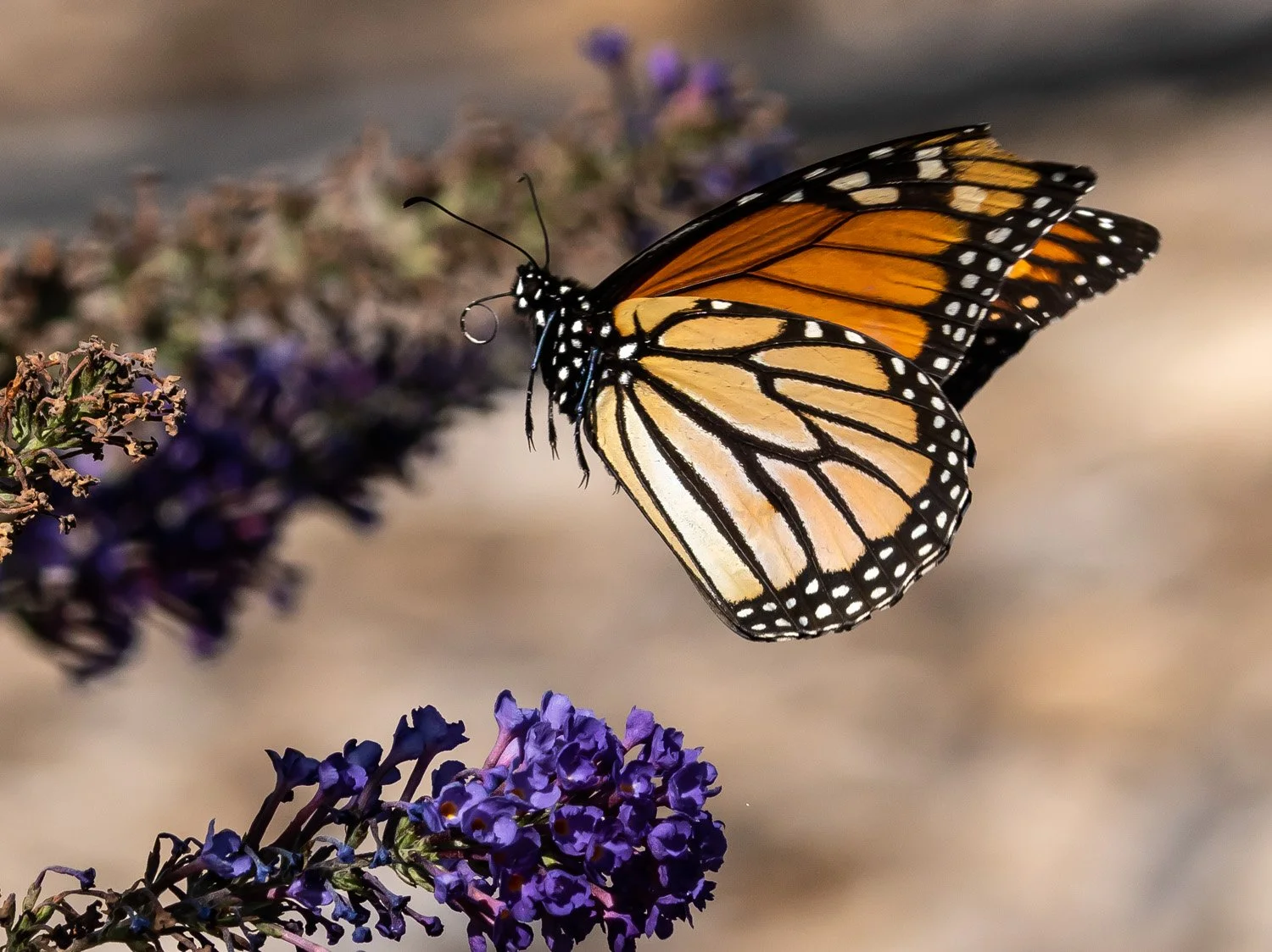 Monarch Butterfly 1500 9-18-2026 GI 116P.jpg