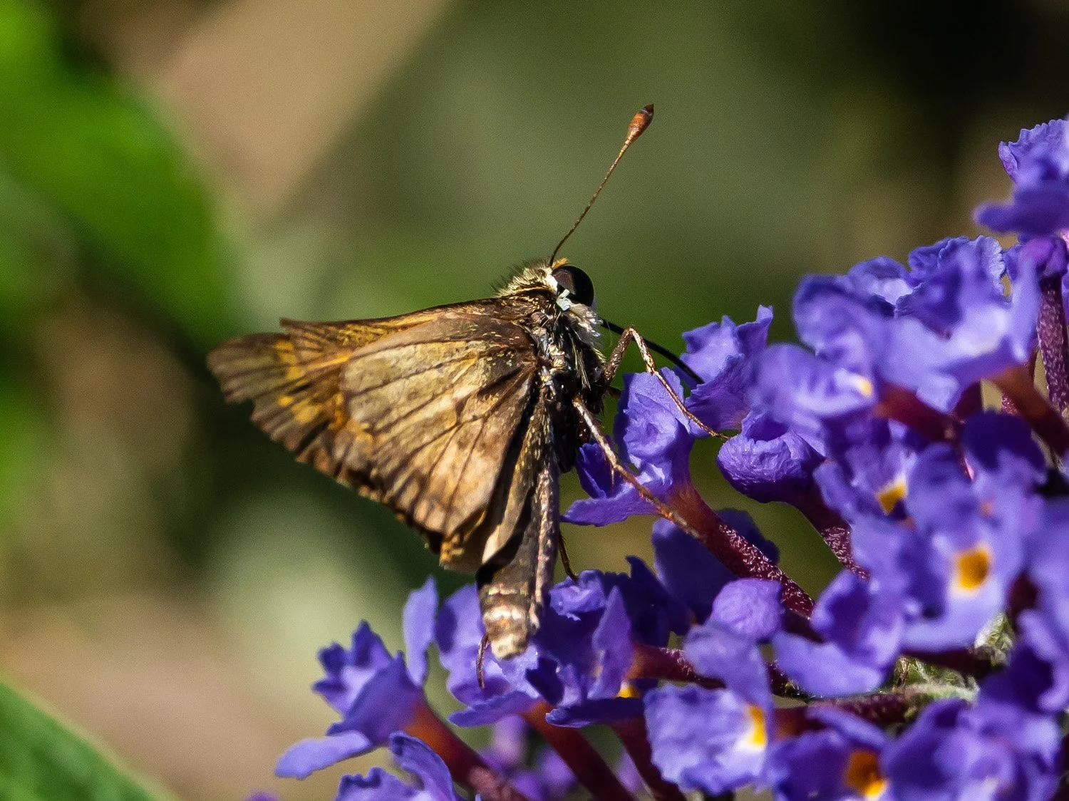 Skipper Butterfly 1500 9-18-2026 GI 074P.jpg