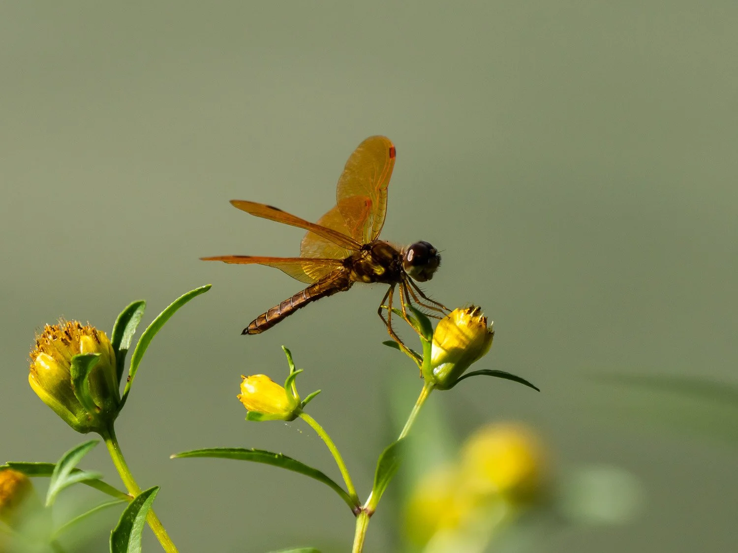 Dragonfly 1500 9-10-2026 197P.jpg