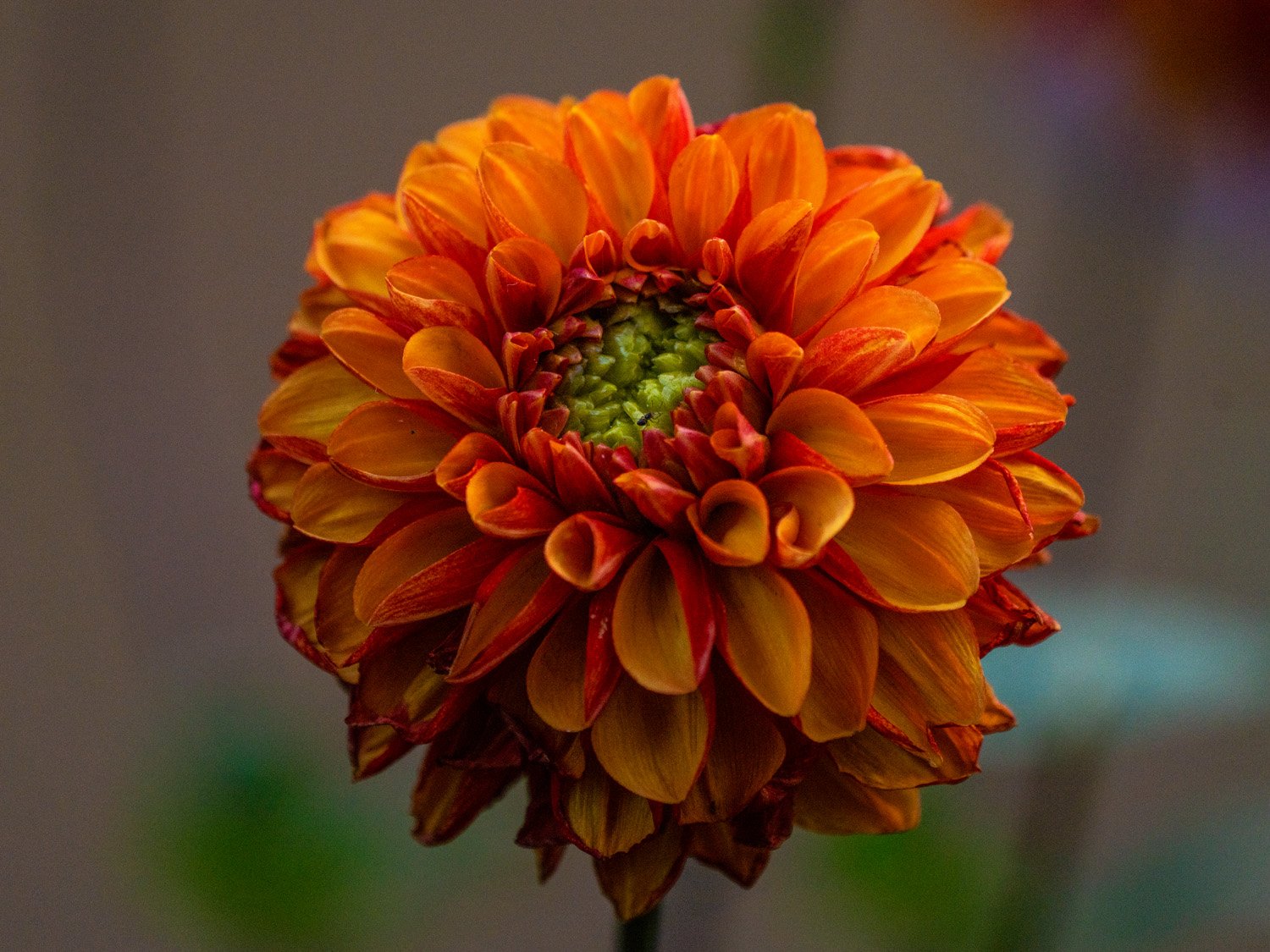 Dahlia 1500 9-5-2026 RSP 205P.jpg