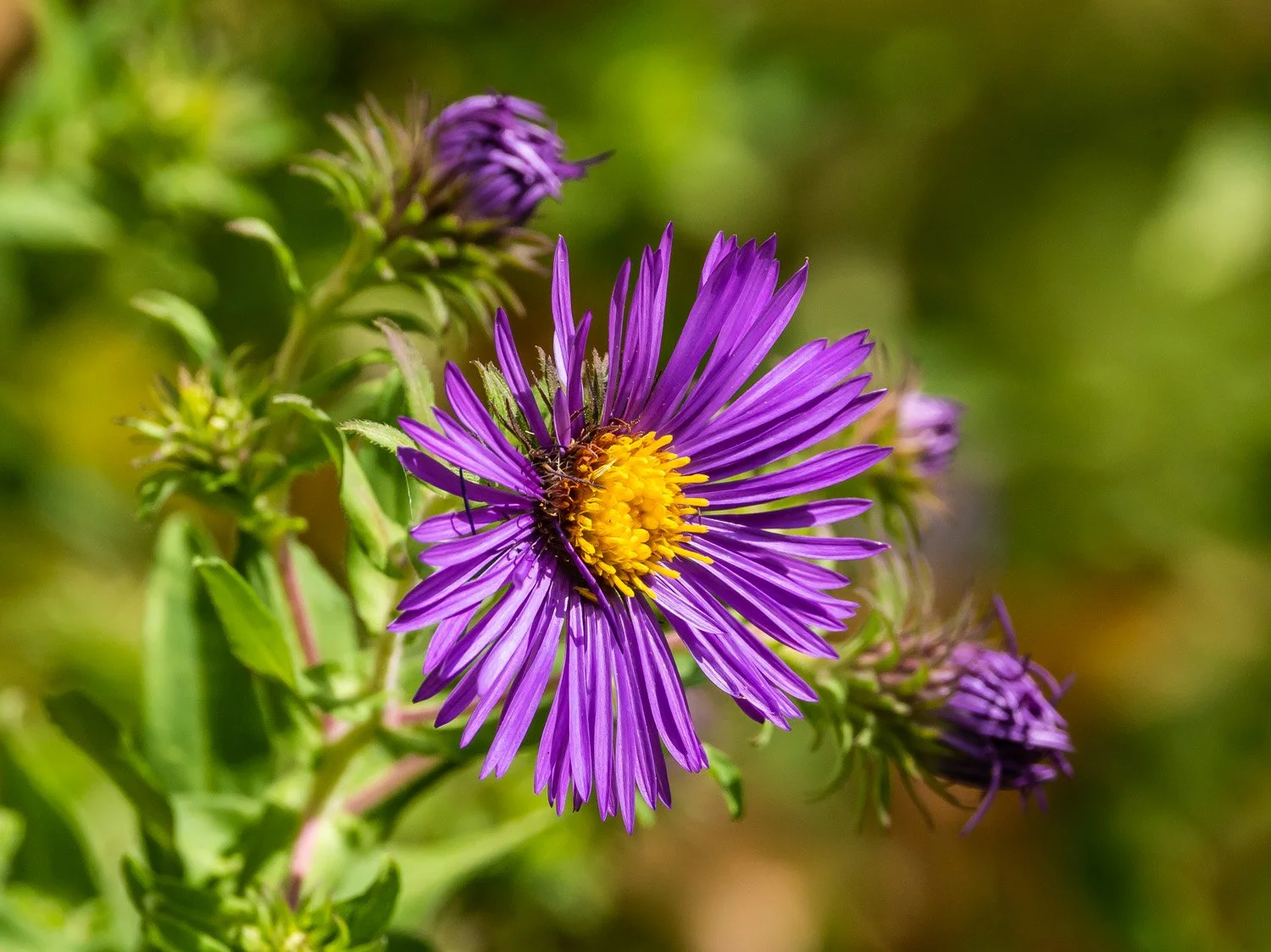 Aster 1500 9-18-2026 GI 003P.jpg