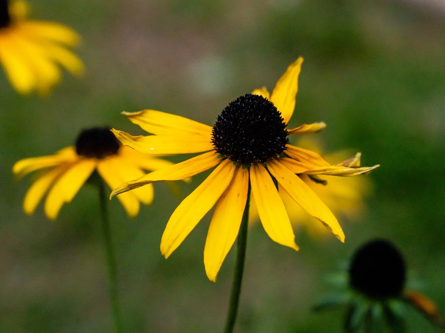 Flower 1500 8-30-2026 RSP 046P.jpg