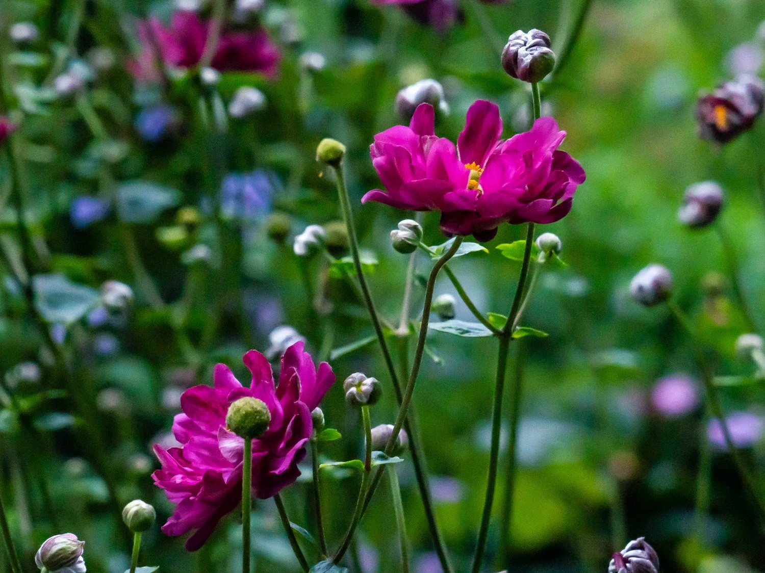 Flower 1500 8-30-2026 RSP 052PP.jpg