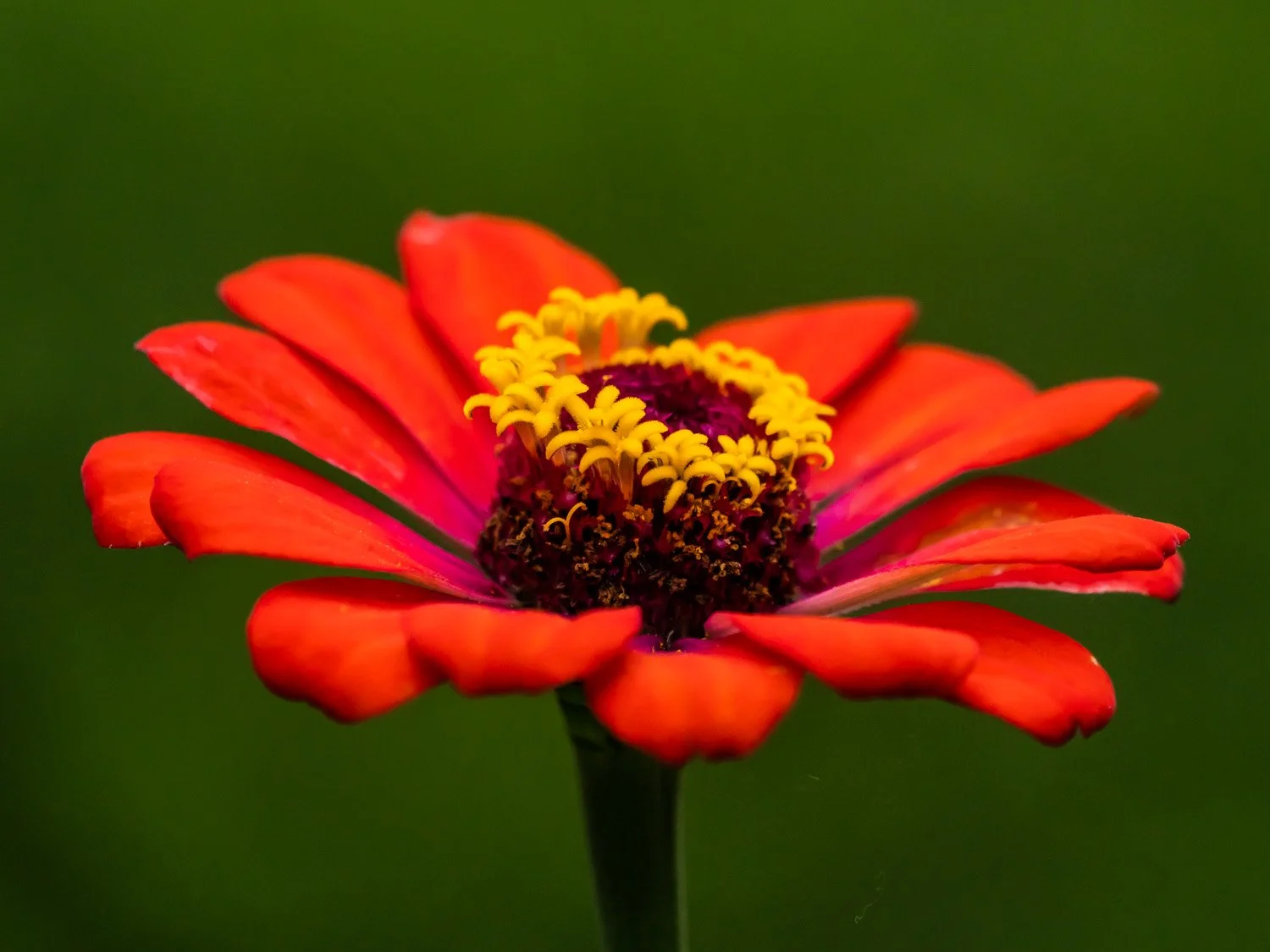 Flower 1500 9-5-2026 RSP 056P.jpg