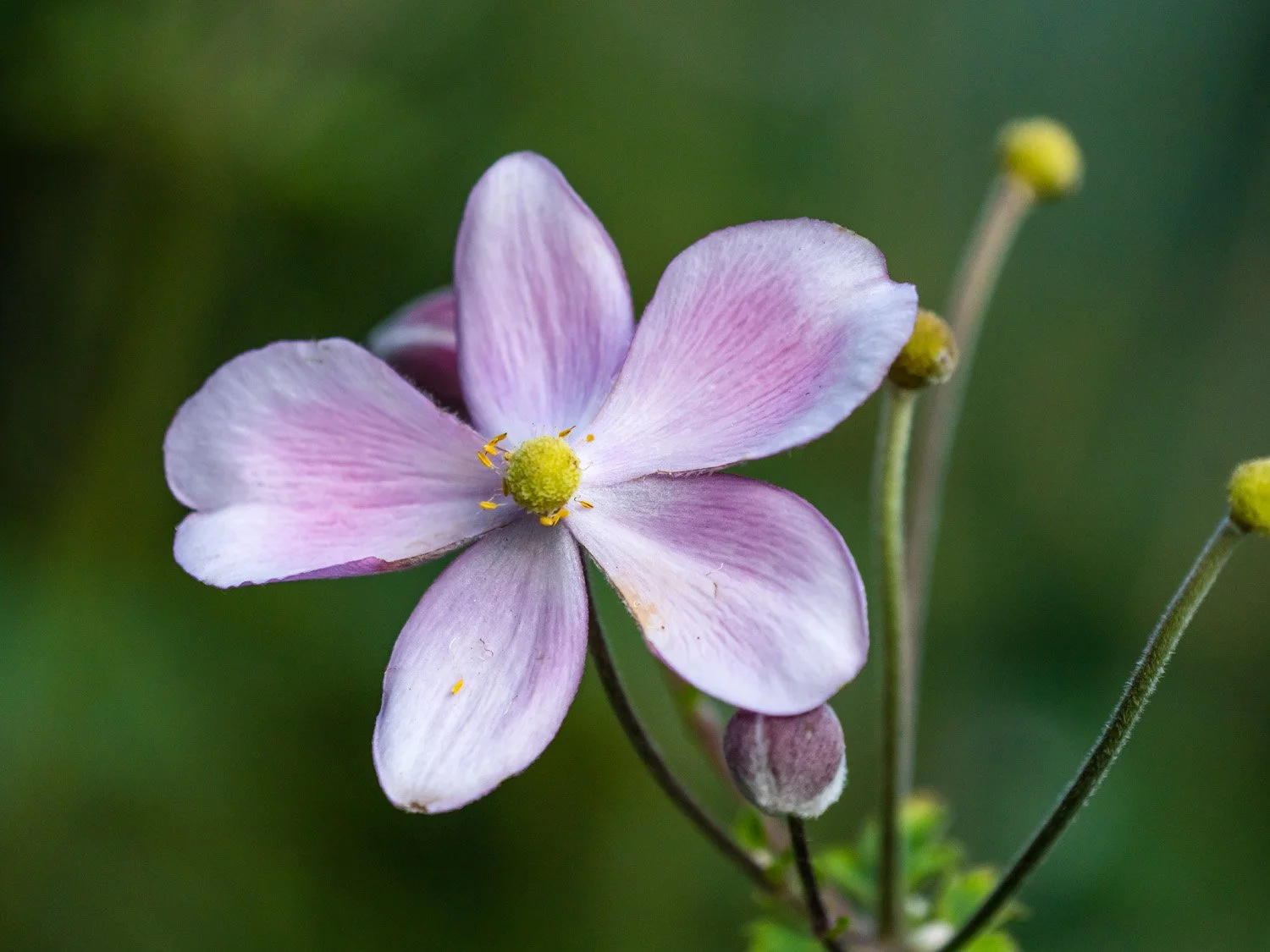 Flower 1500 9-5-2026 RSP 224P.jpg