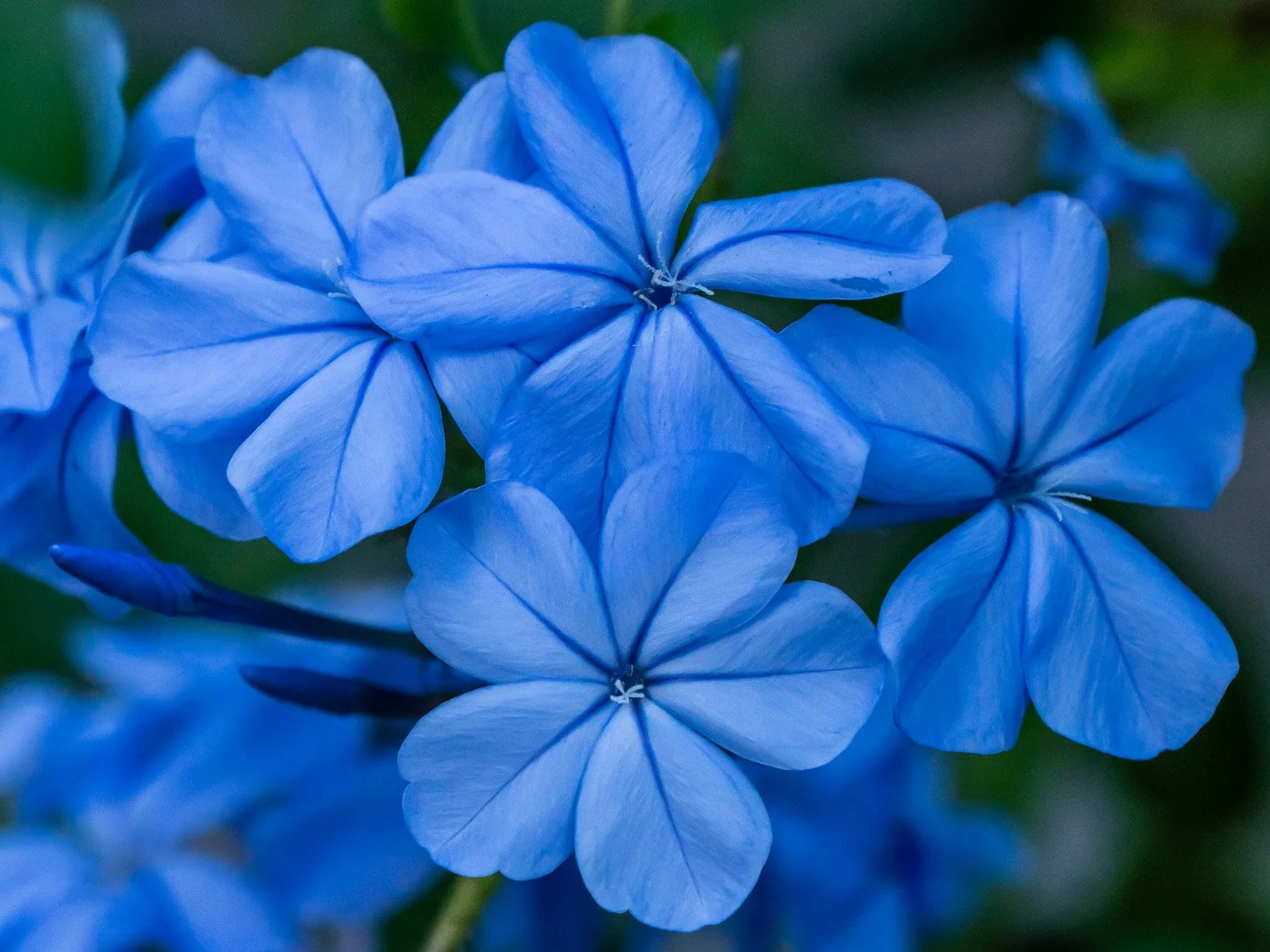 Flower 1500 9-10-2026 012P.jpg