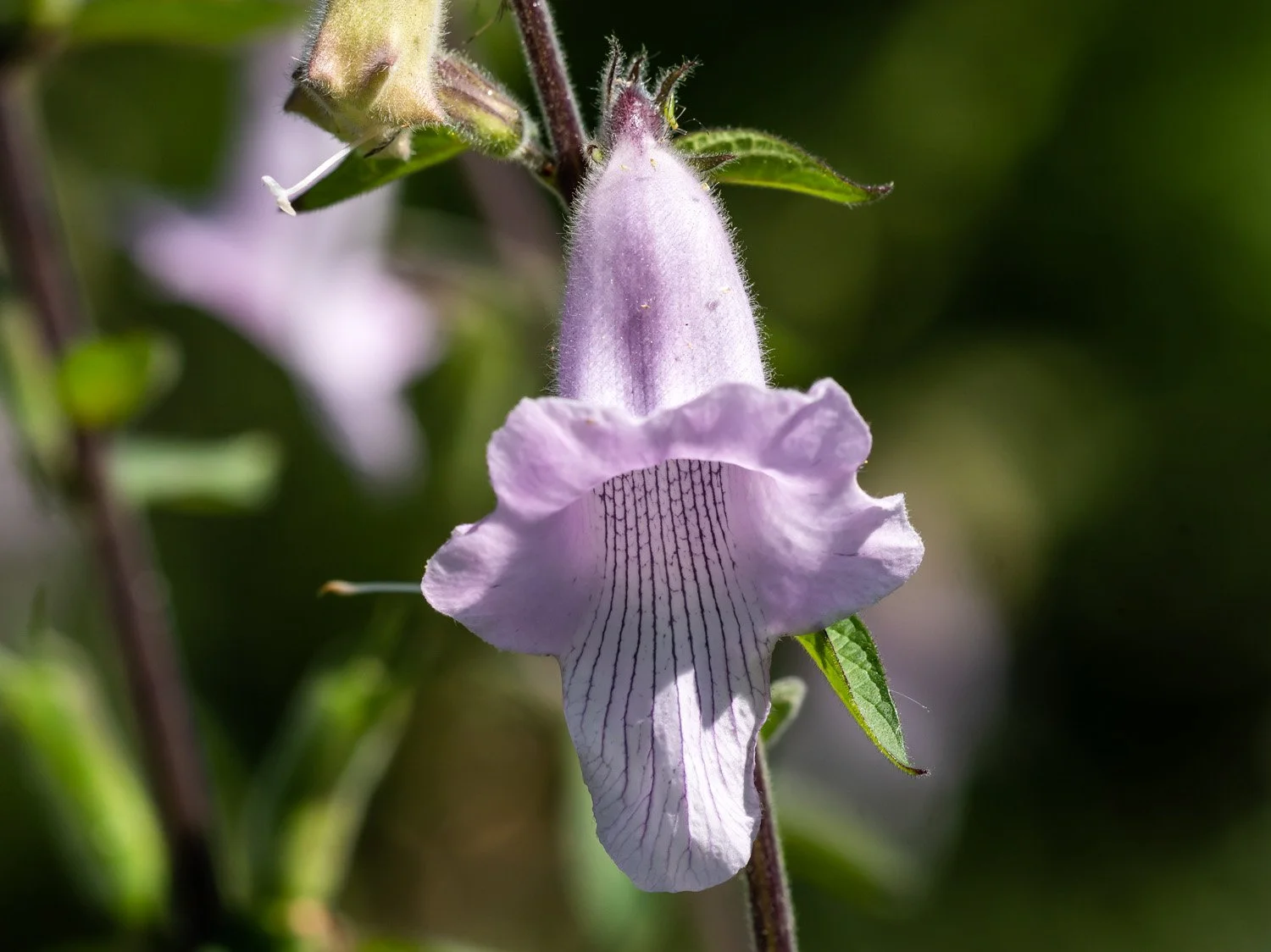Foxglove 1500 9-10-2026 048P.jpg