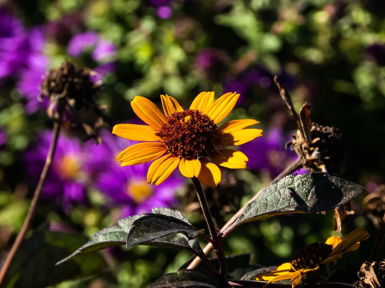 Flower 1500 9-18-2026 GI 179P.jpg