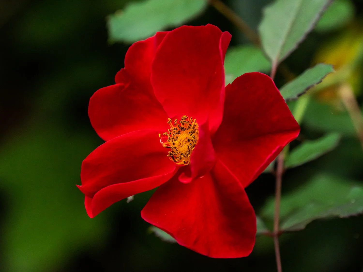 Rose 1500 9-5-2026 RSP 067P.jpg