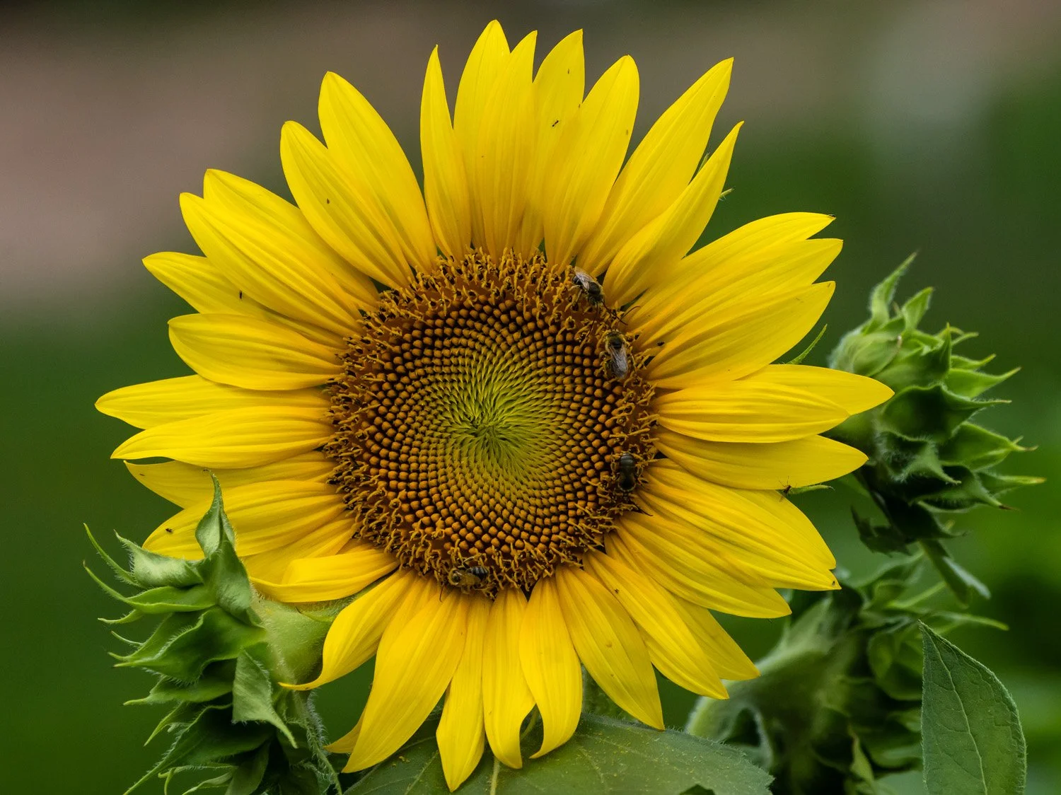 Sunflower 1500 8-24-2026 GWC 023P.jpg