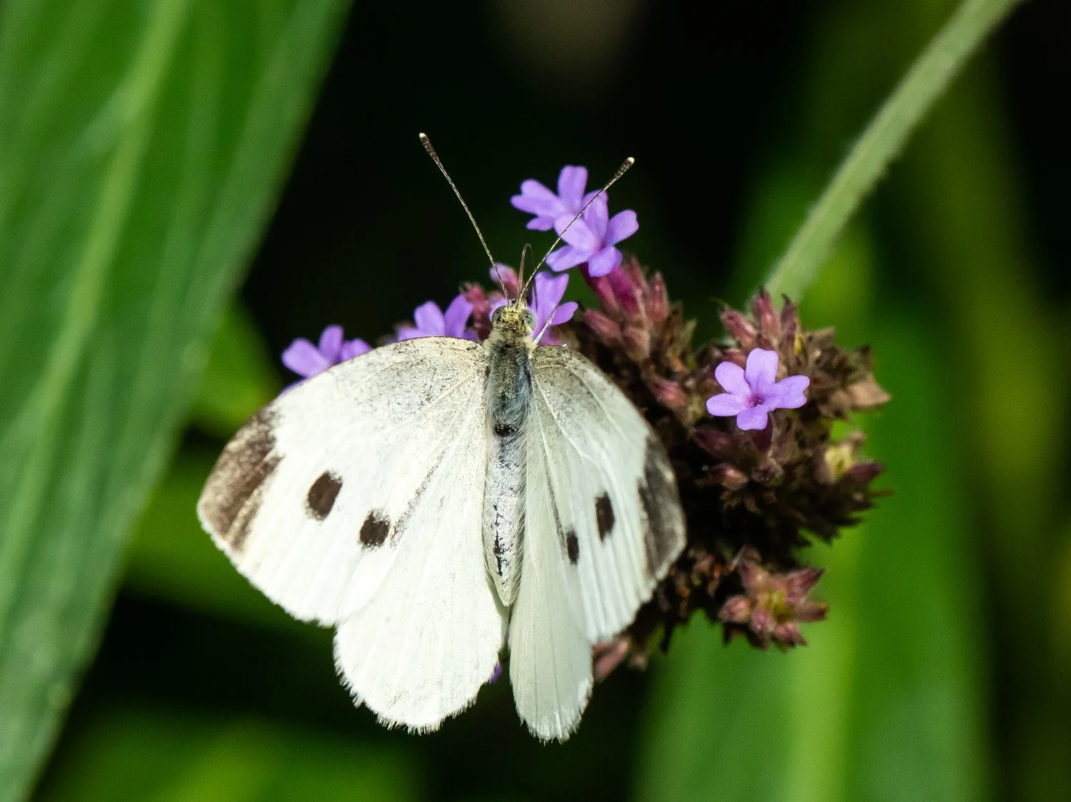 Cabbage White Butterfly 1500 9-3-2026 090P.jpg