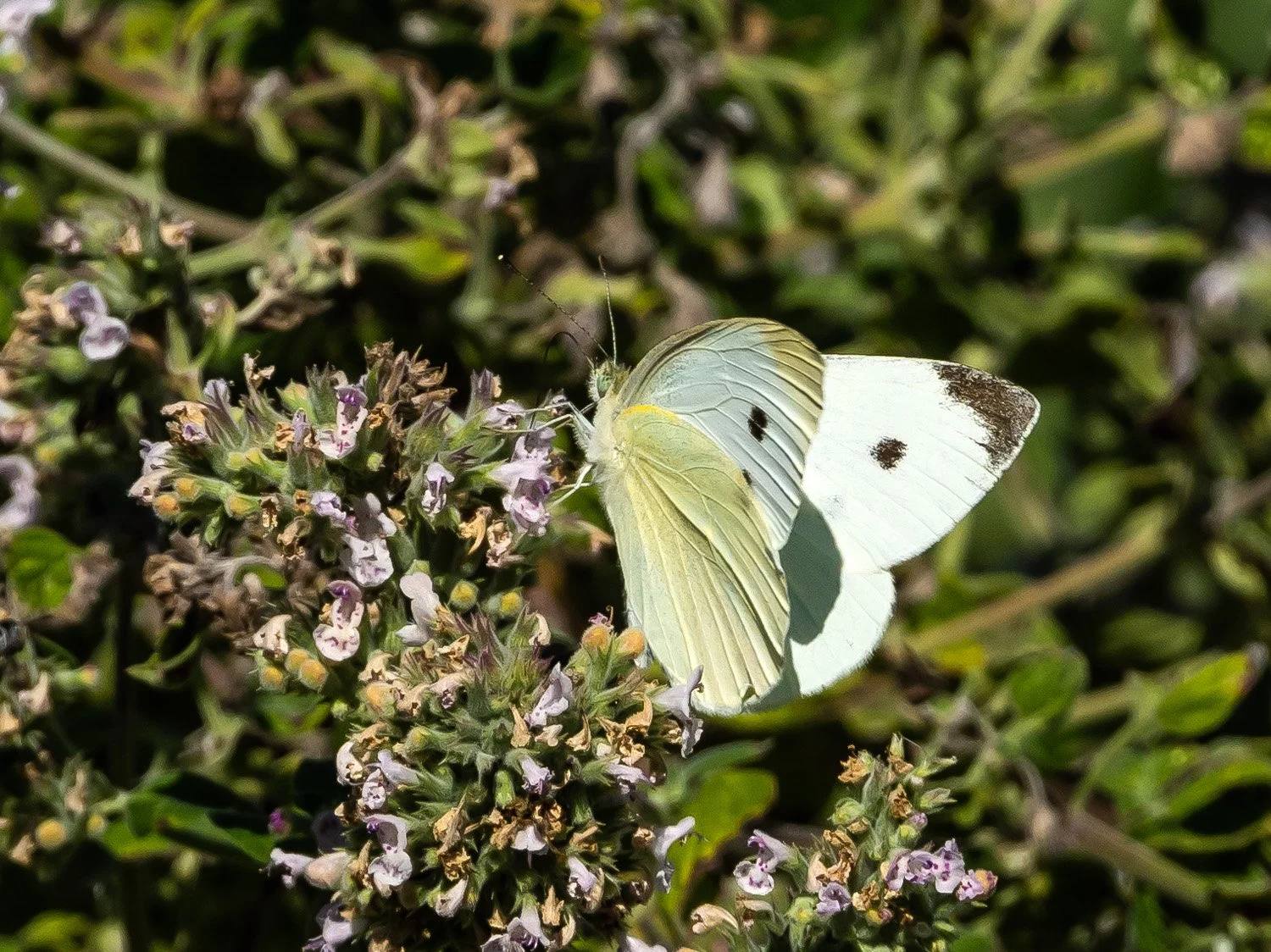 Cabbage White Butterfly 1500 9-18-2026 GI 036P.jpg