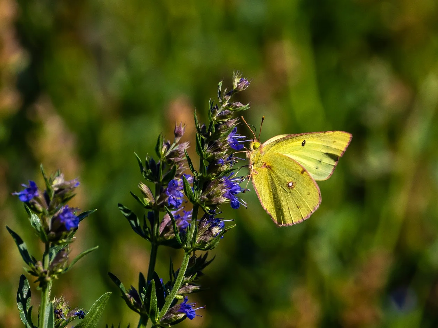Clouded Yellow Butterfly 9-18-2026 GI 057P.jpg