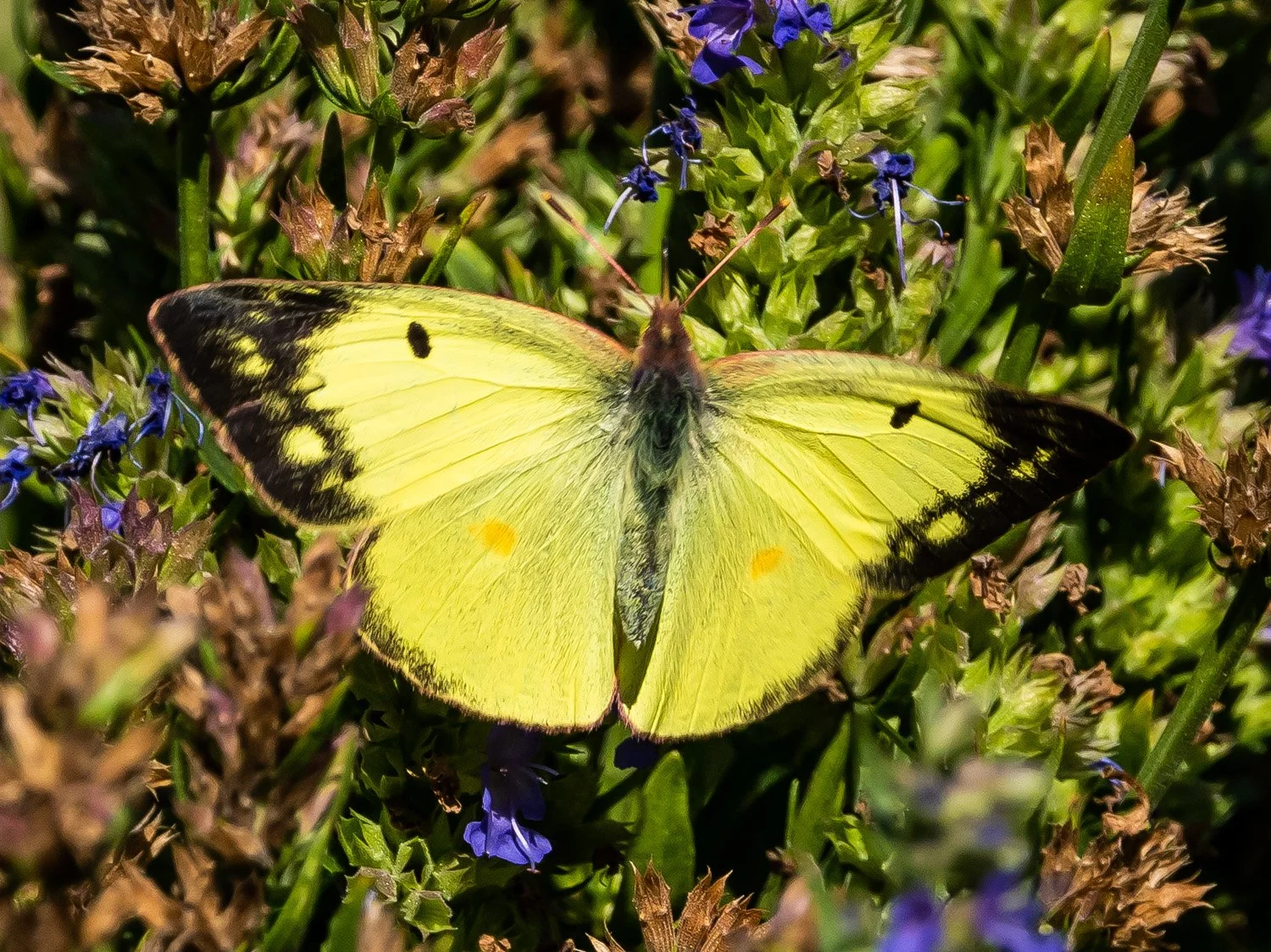 Clouded Yellow Butterfly 1500 9-18-2026 GI 042P.jpg