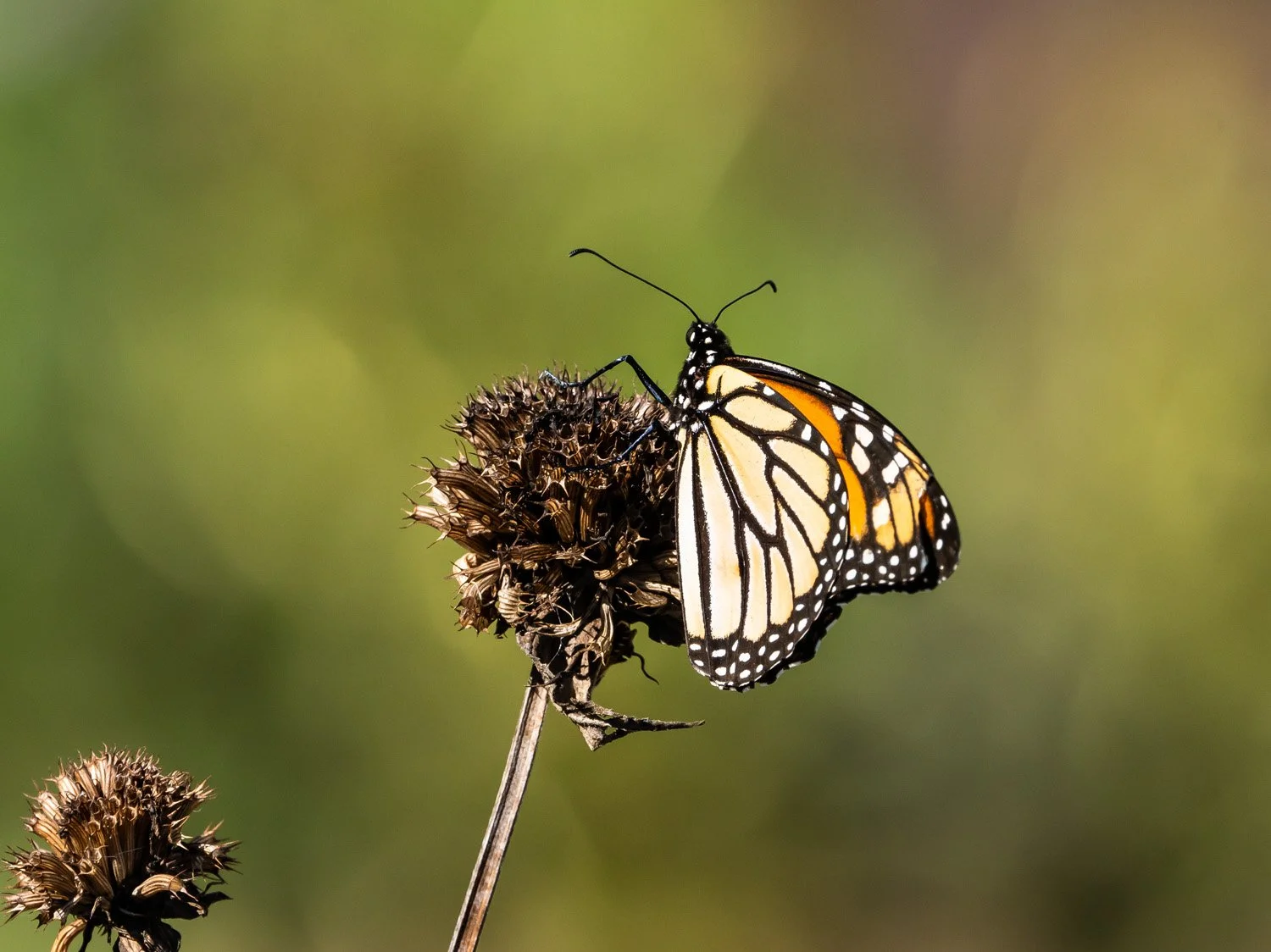 Monarch Butterfly 1500 9-18-2026 GI 152P.jpg