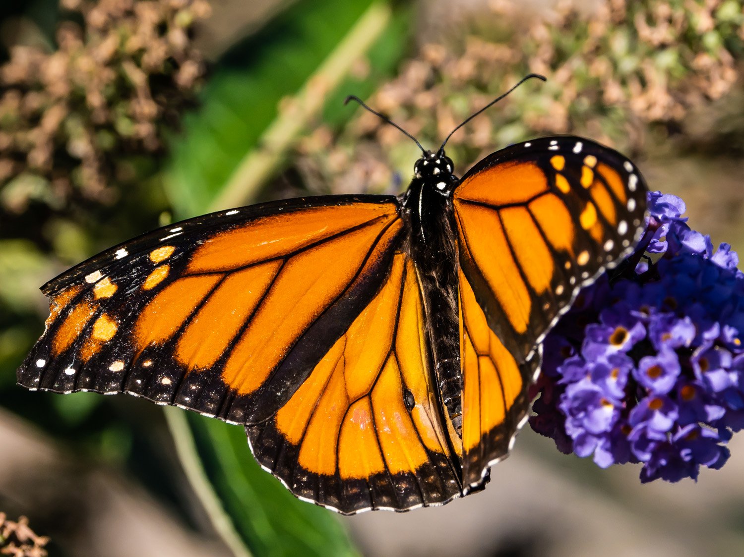 Monarch Butterfly 1500 9-18-2026 GI 134P.jpg
