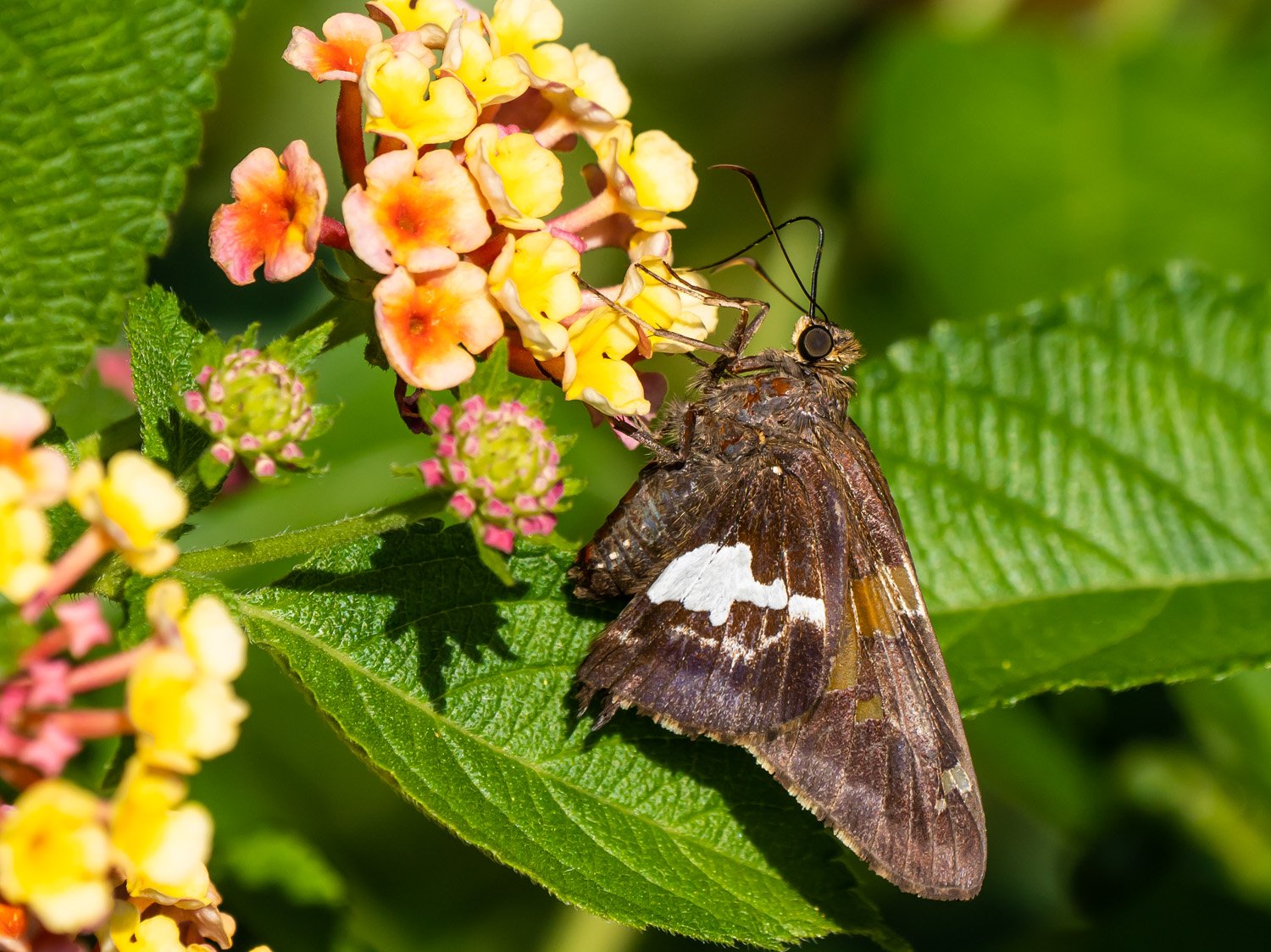 Silver Spotted Skipper 1500 9-10-2026 122P.jpg