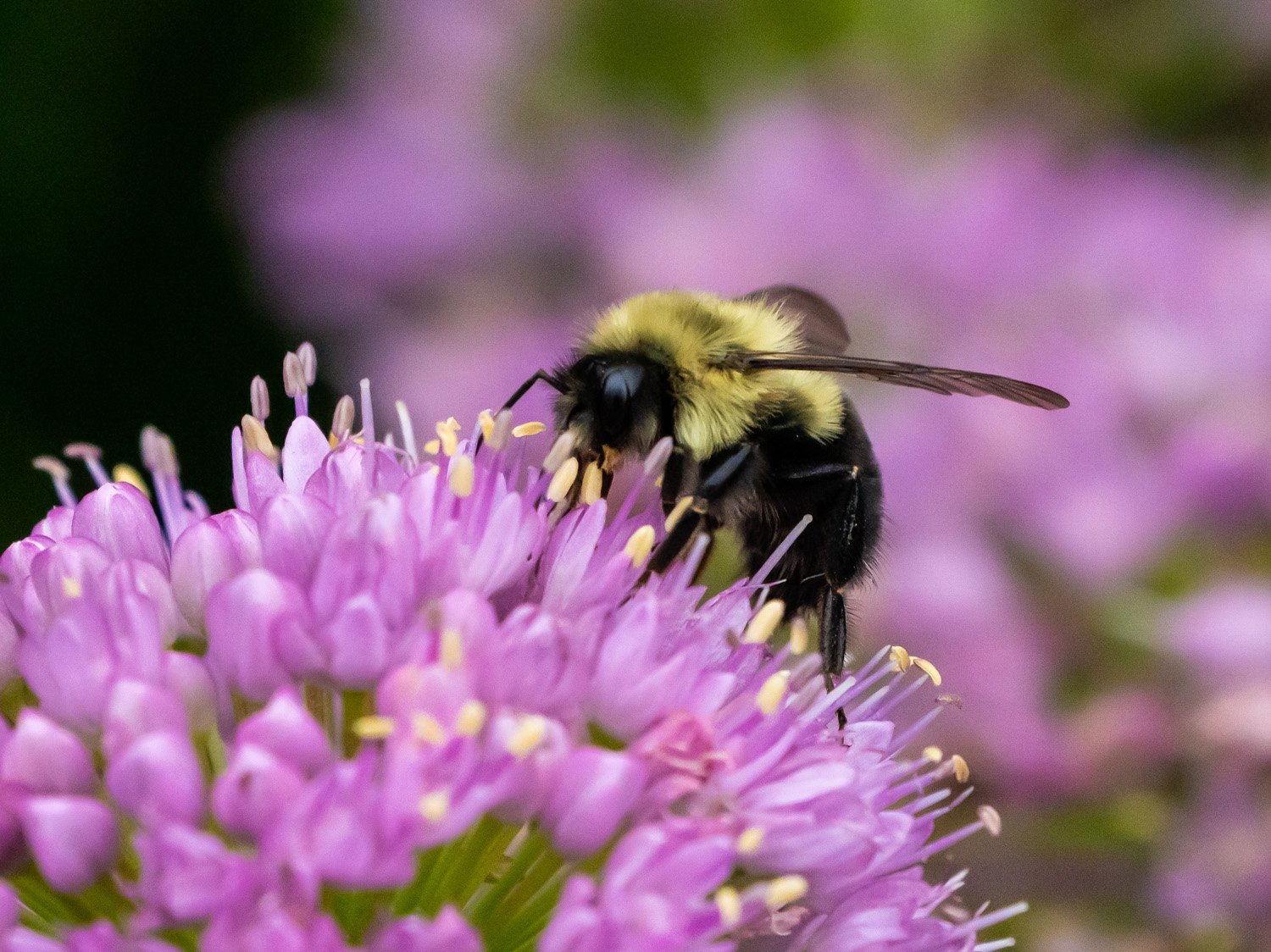 Bee 1500 7-18-2026 Ft Tryon 009P.jpg