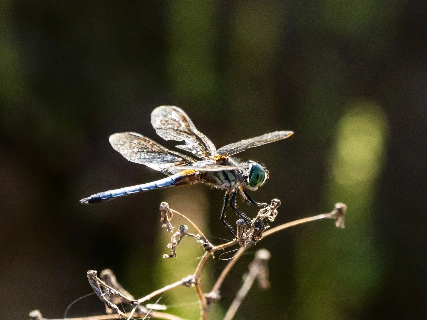 Dragonfly 1500 9-10-2026 173P.jpg