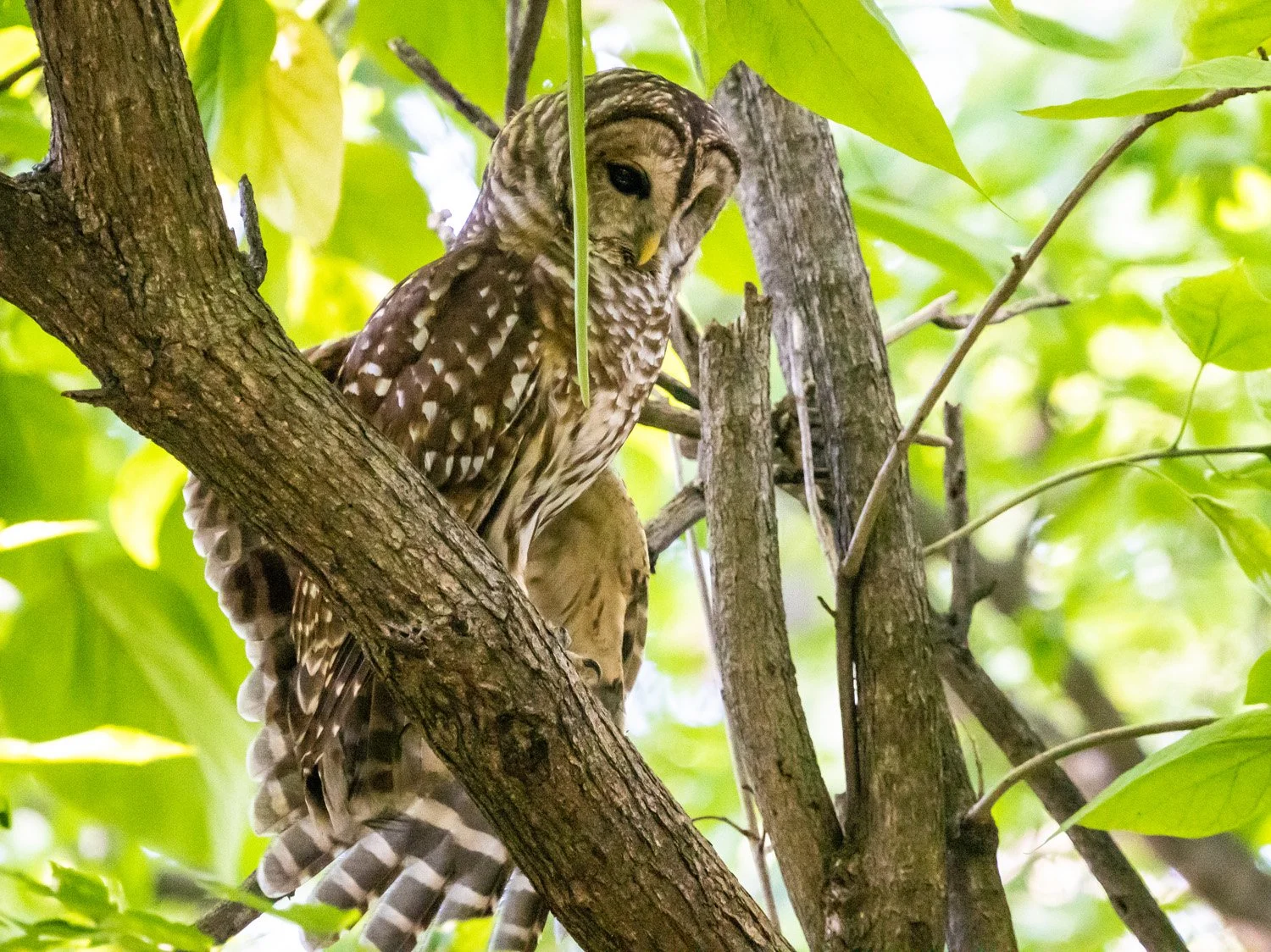 Barred Owl 1500 9-14-2026 112P.jpg