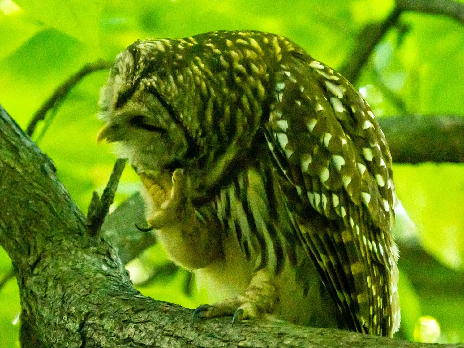 Barred Owl 1500 9-14-2026 002P.jpg
