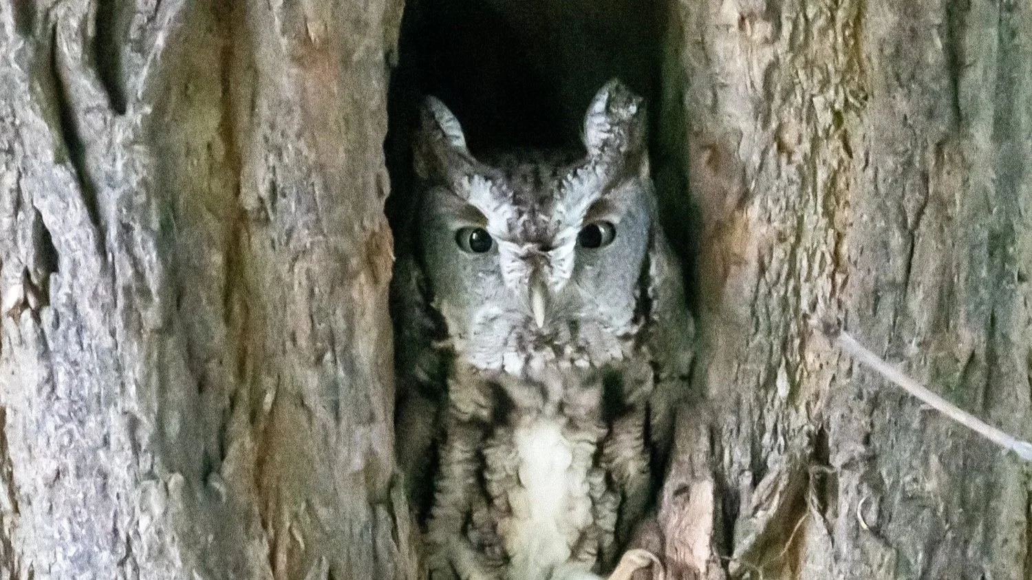 Happy Owl-o-Ween!!!