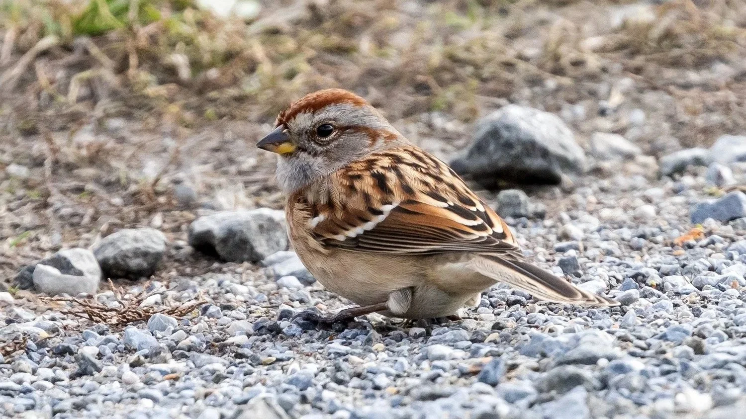 Tree Sparrow 1500 11-17-2025 CPP 033P.jpg