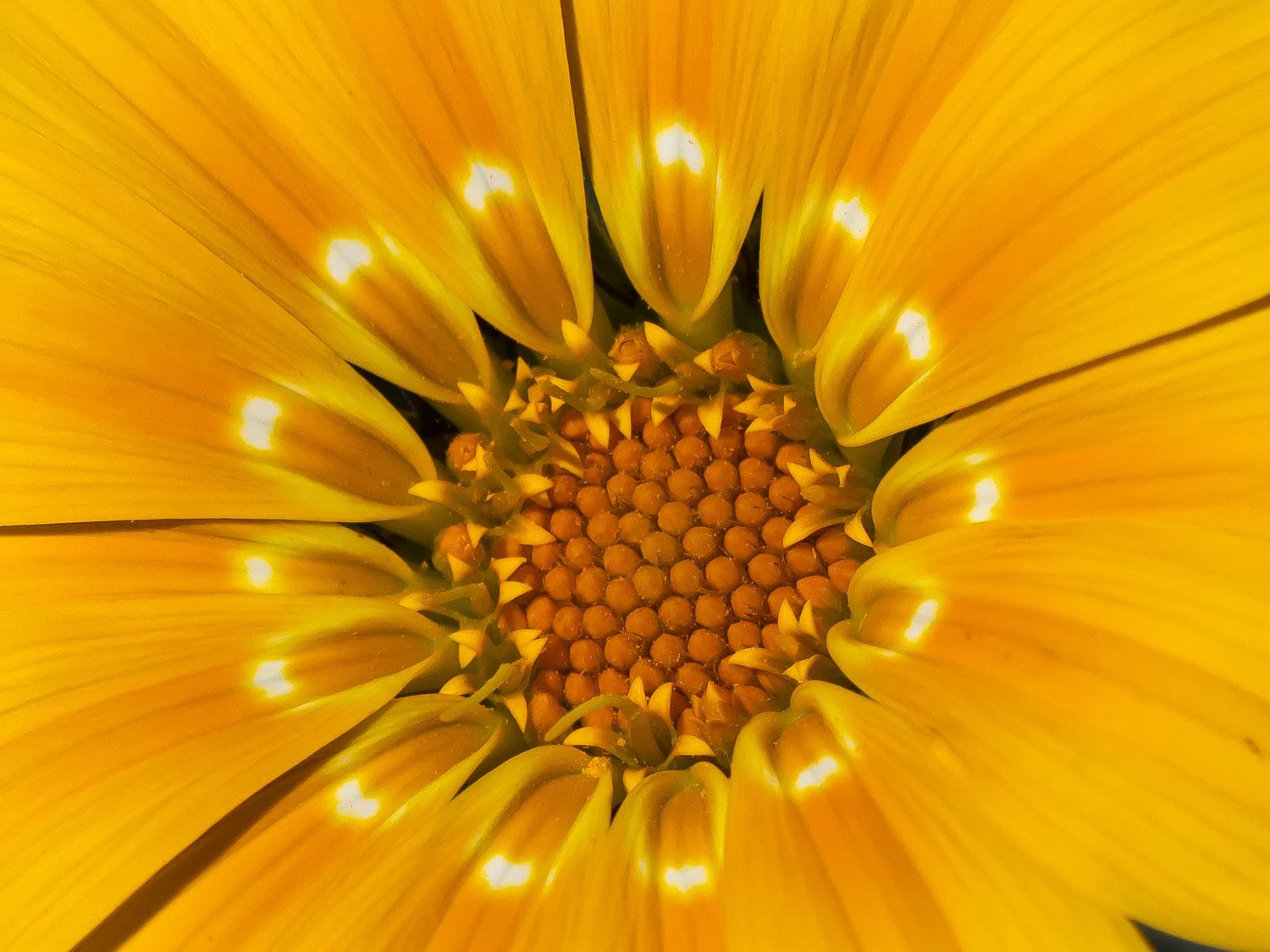 Yellow Flower 1500 6-8-2026 005PP.jpg