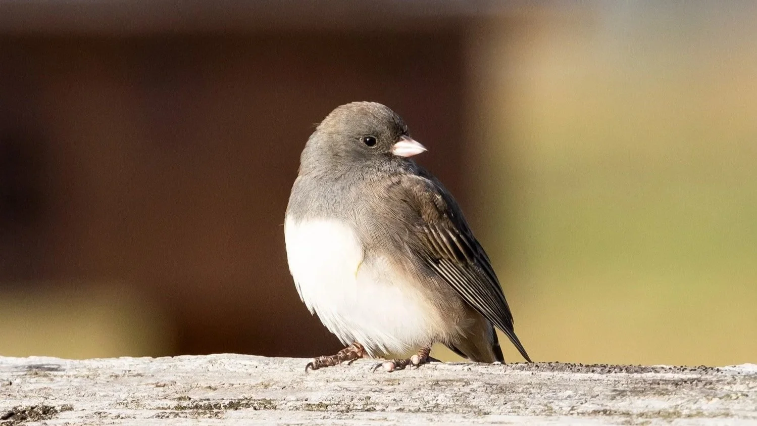 Junco 1500 11-17-2025 CPP 103P.jpg