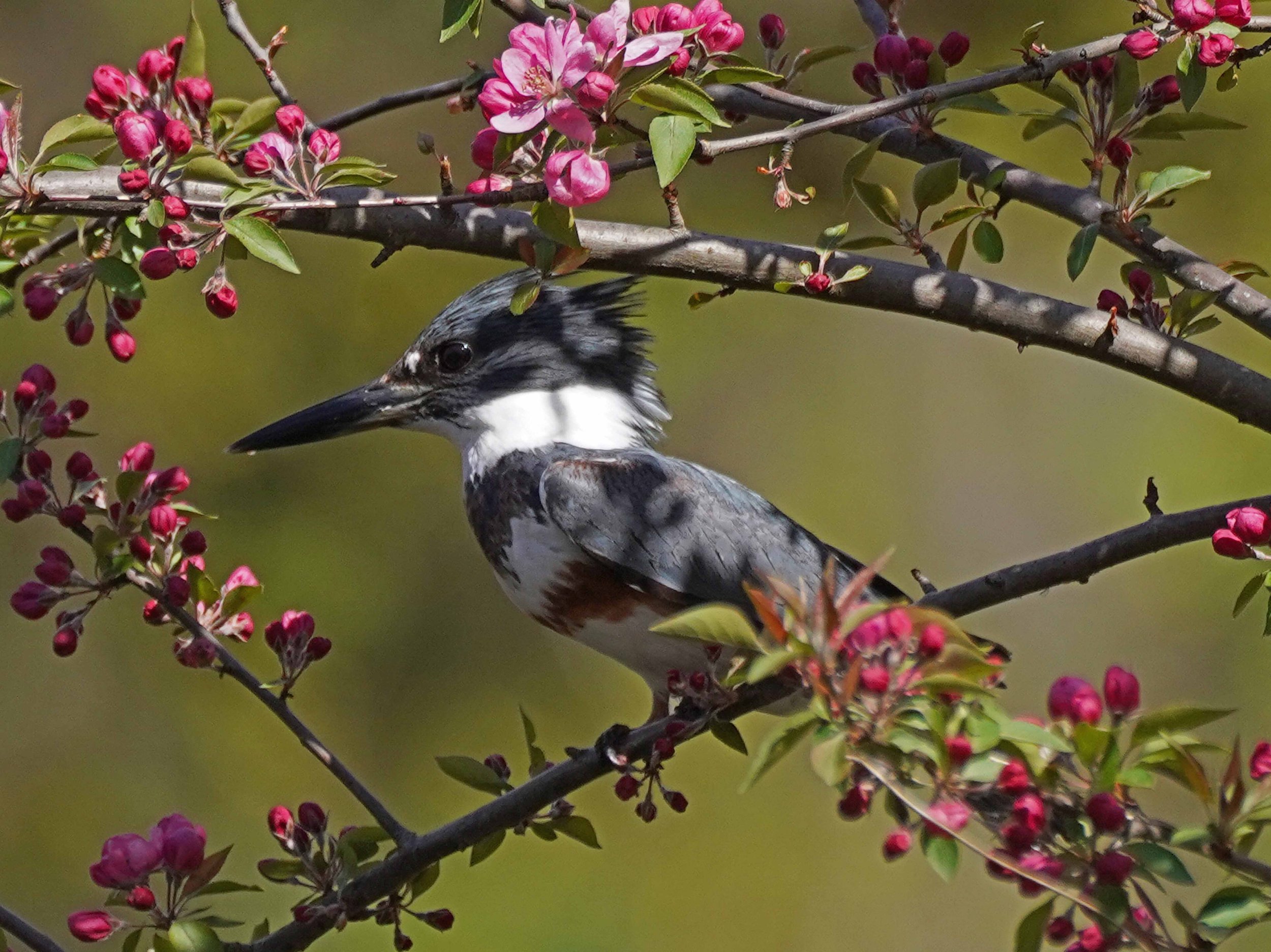 Belted Kingfishers — Susan Kirby