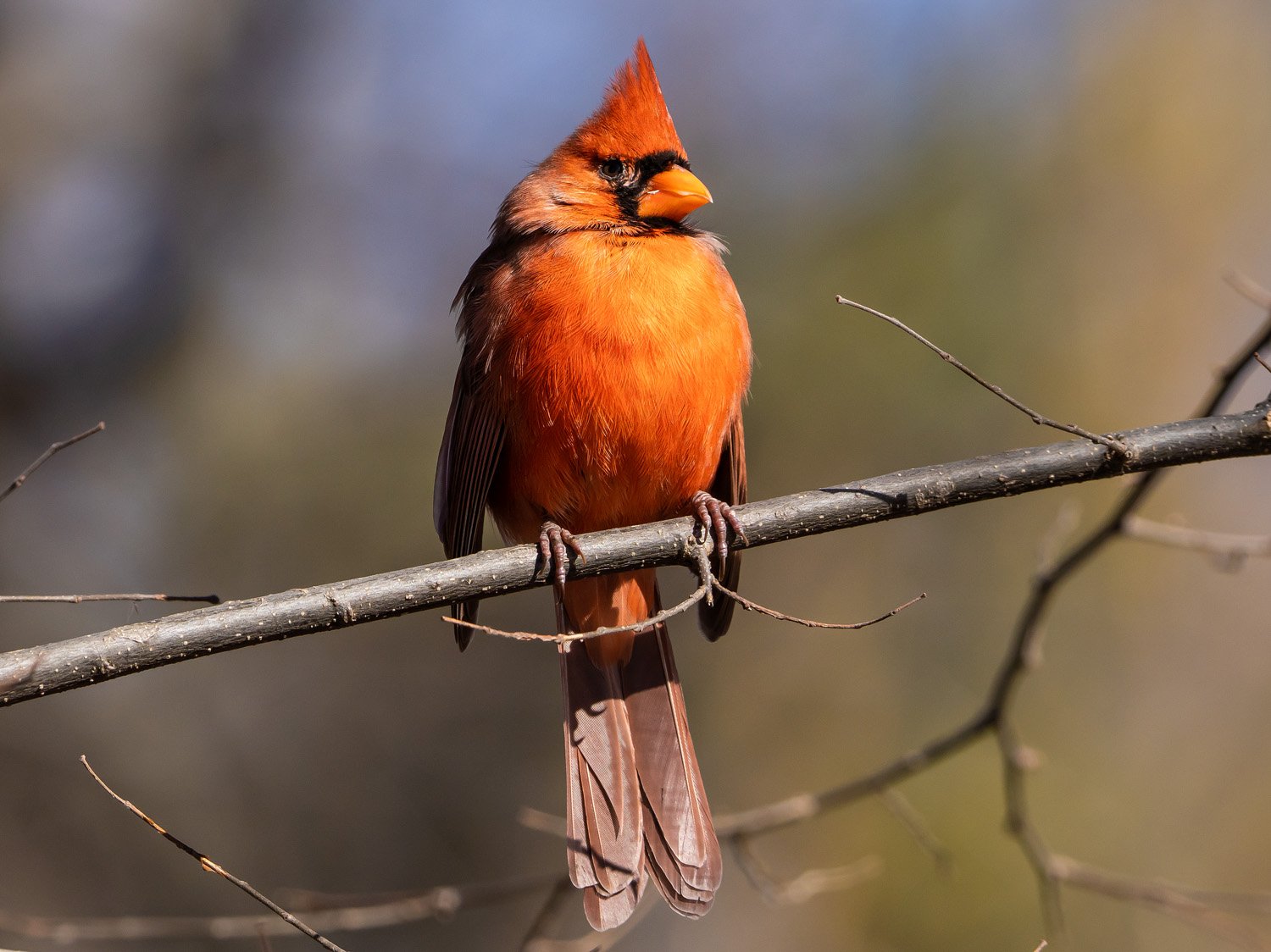 Northern cardinal