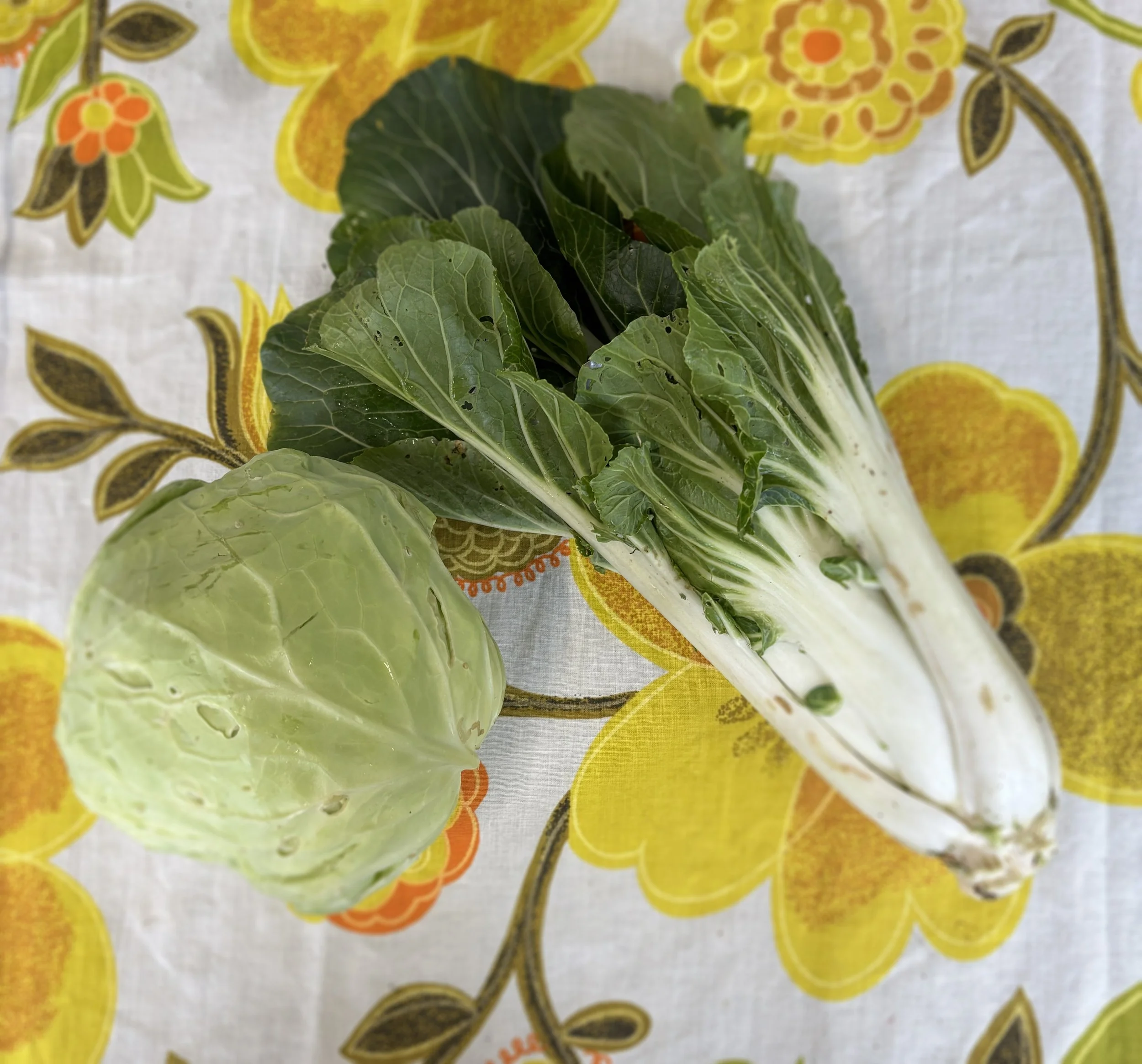 Cabbage-bug-bites.jpg