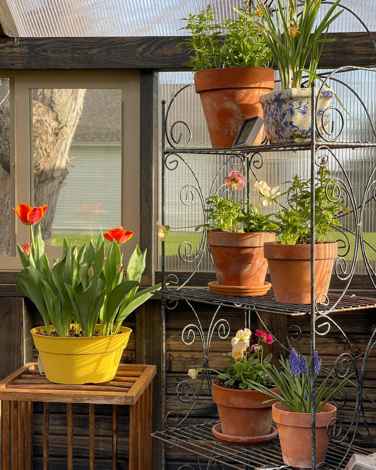 Happy Easter! #bluestemfarmandevents #greenhouse #yoderbilt