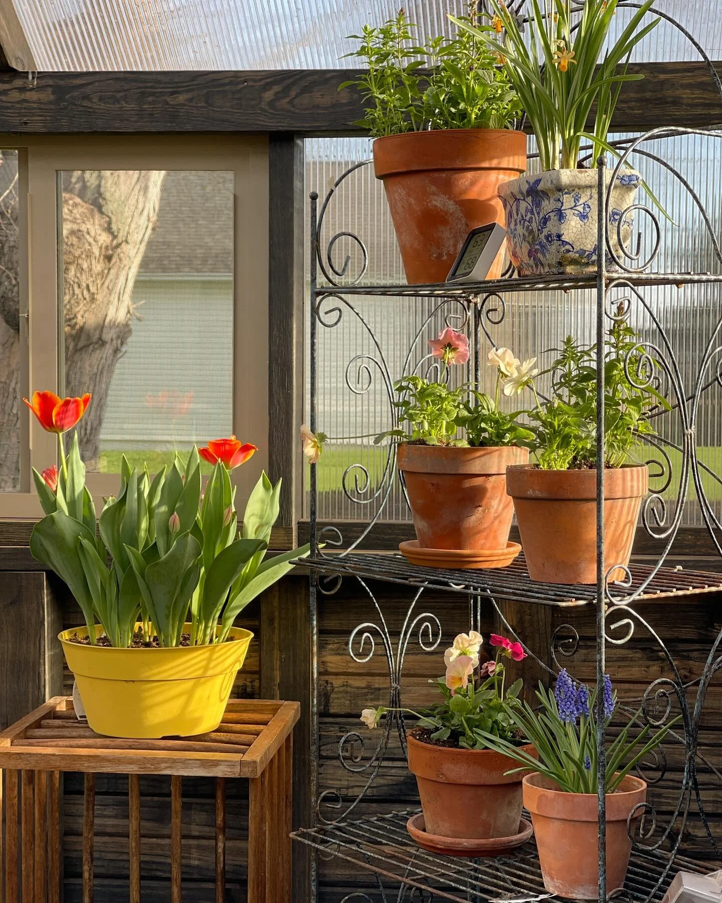 Happy Easter! #bluestemfarmandevents #greenhouse #yoderbilt