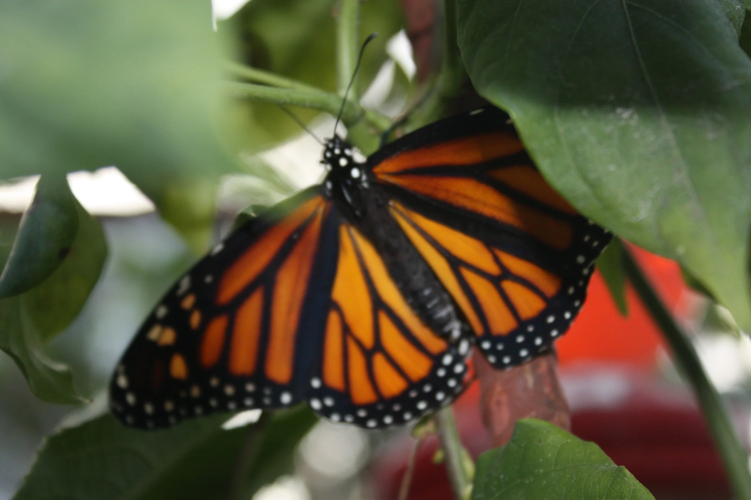 Attracting Monarch Butterflies to Kapp and Kappy B&B 