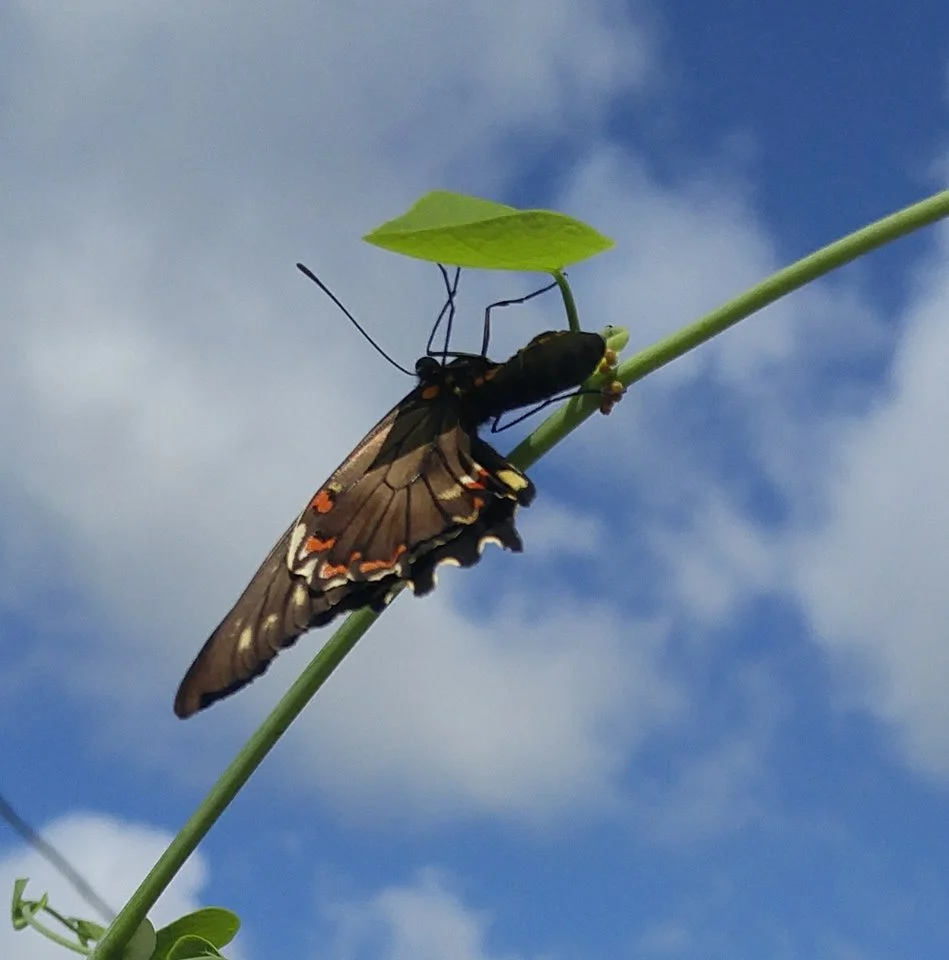 Female Polydmas Swallowtail at Kapp and Kappy B&B