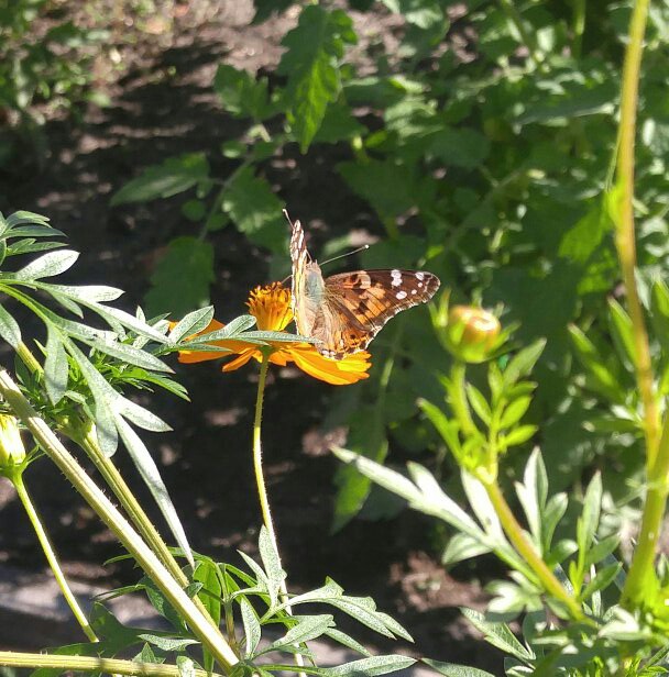 A painted lady butterfly 