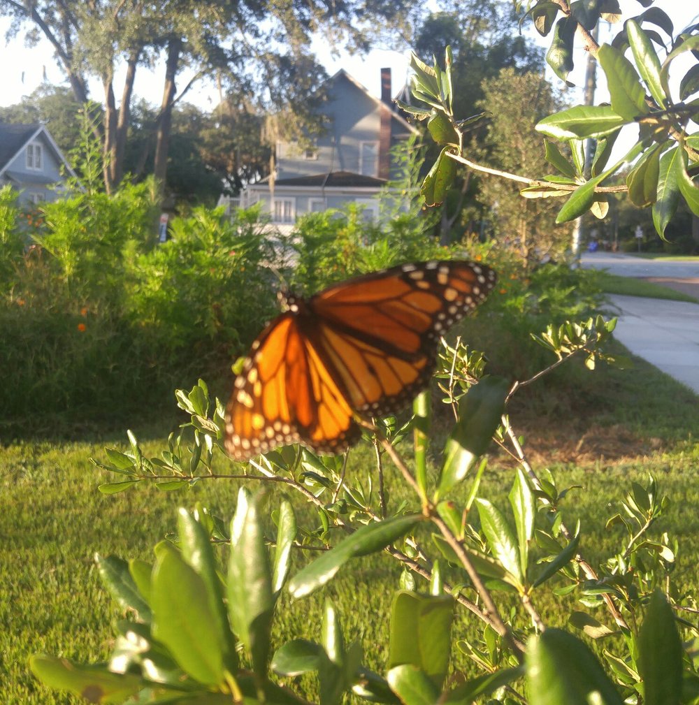 Monarch butterfly on Milkweed