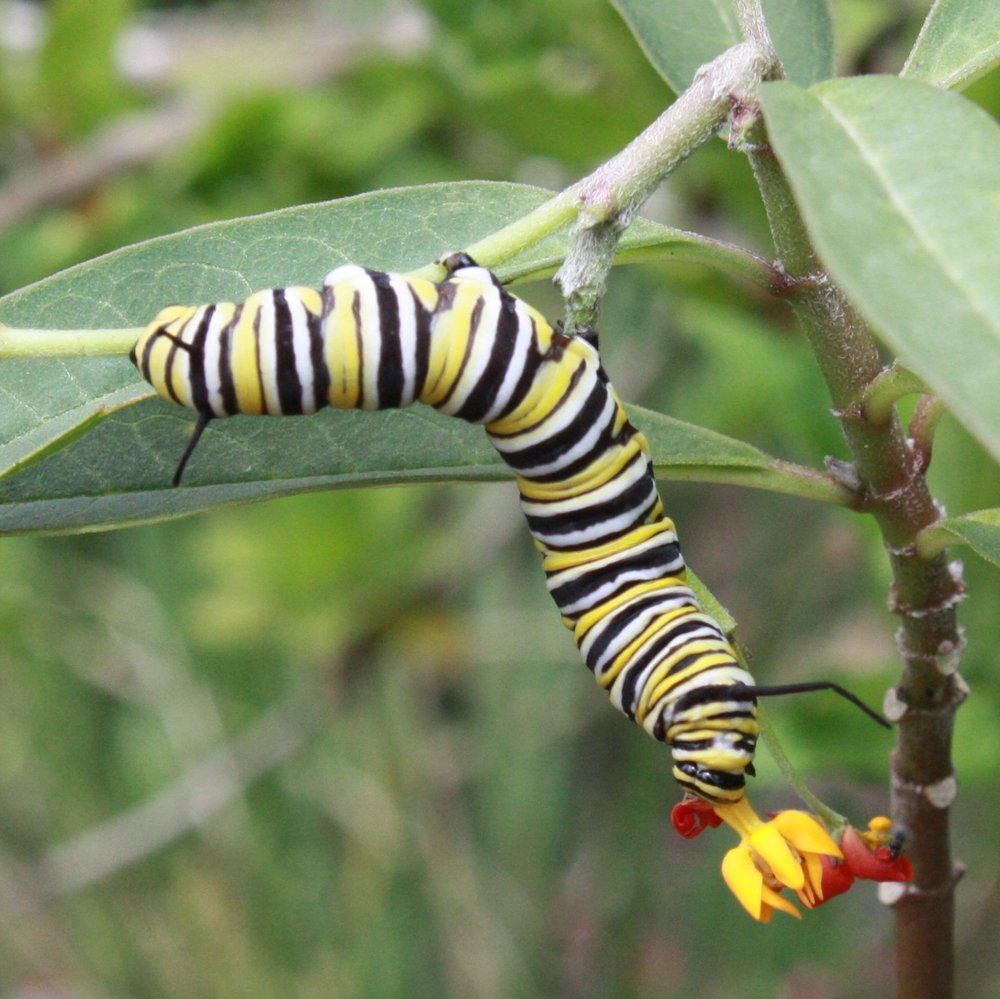 Monarch Butterfly Caterpillar 