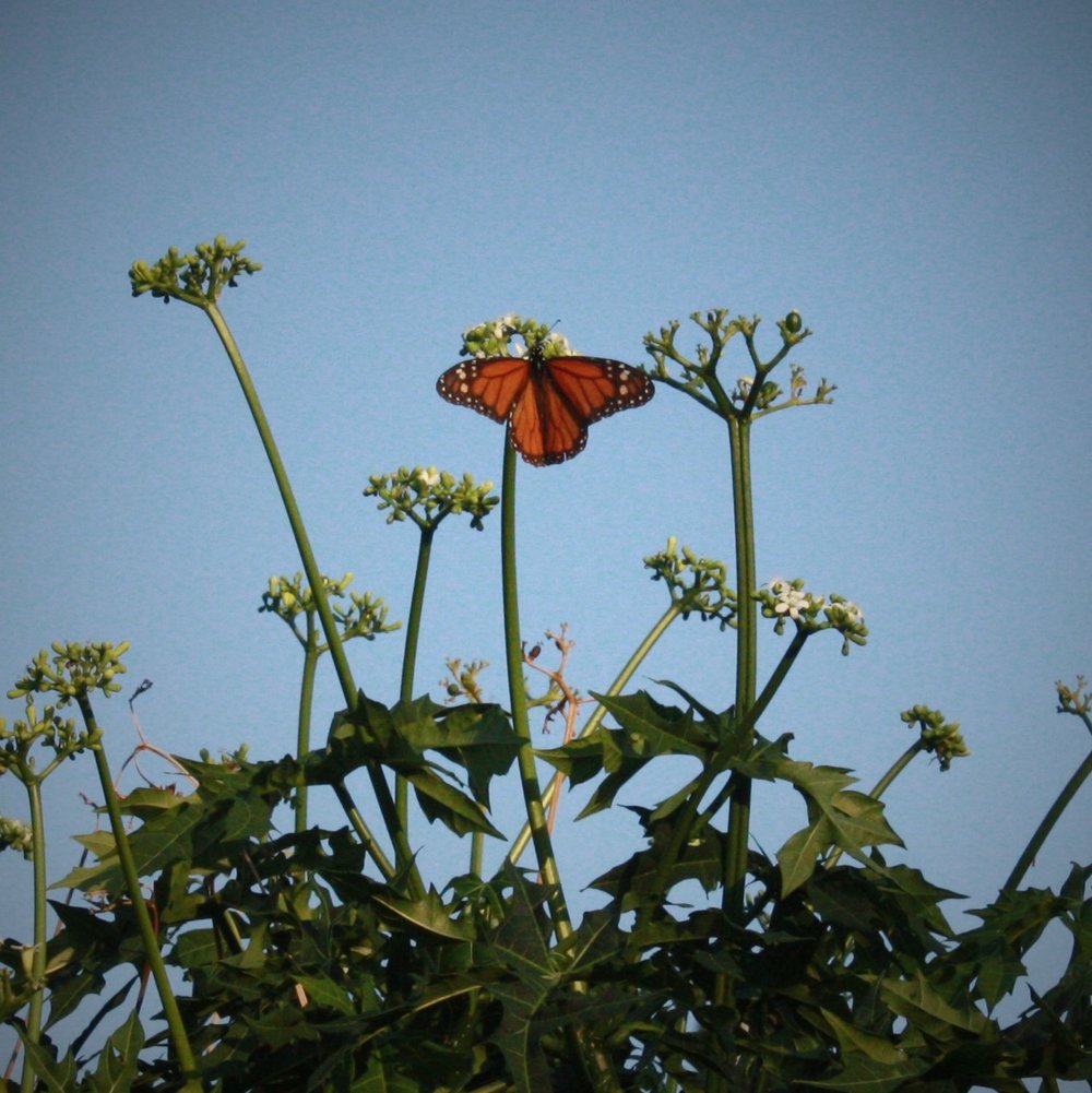 Monarch Butterfly on Chaya Spinach Tree 