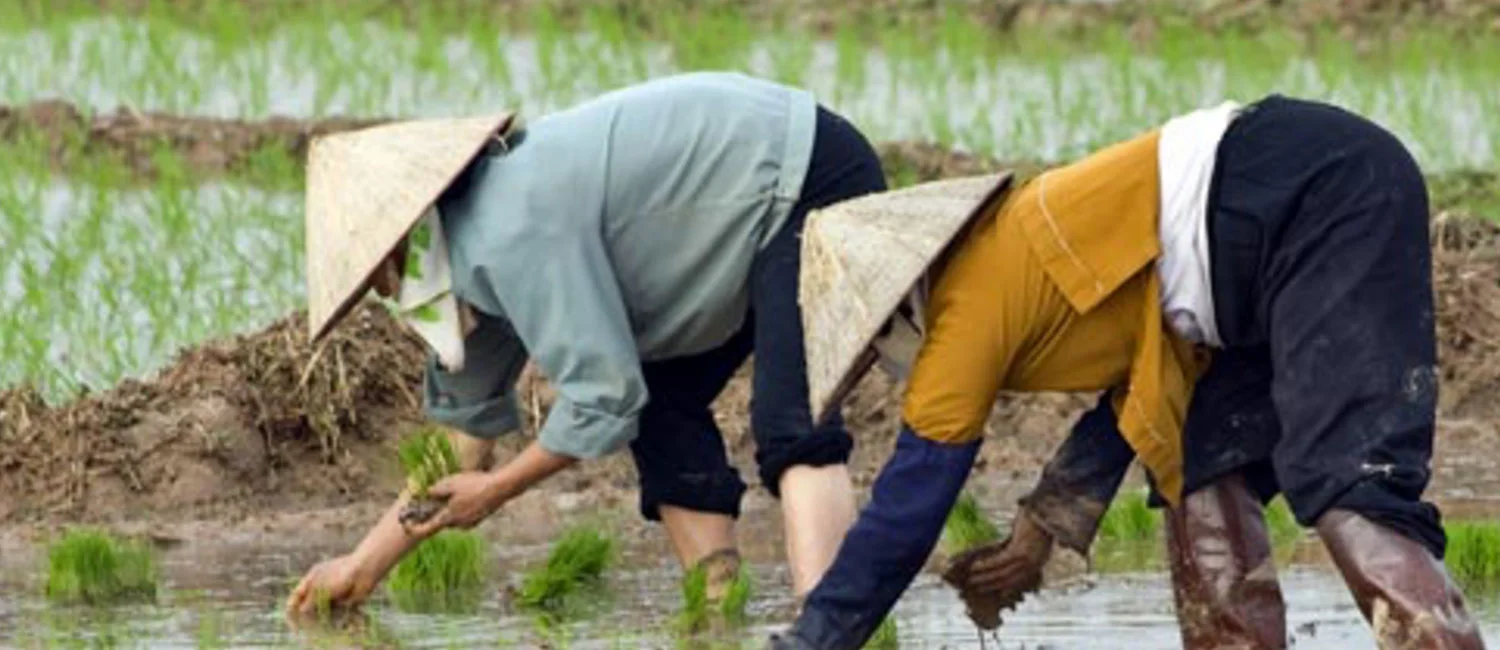 hero-people-picking-up-crops-on-watered-field.jpg