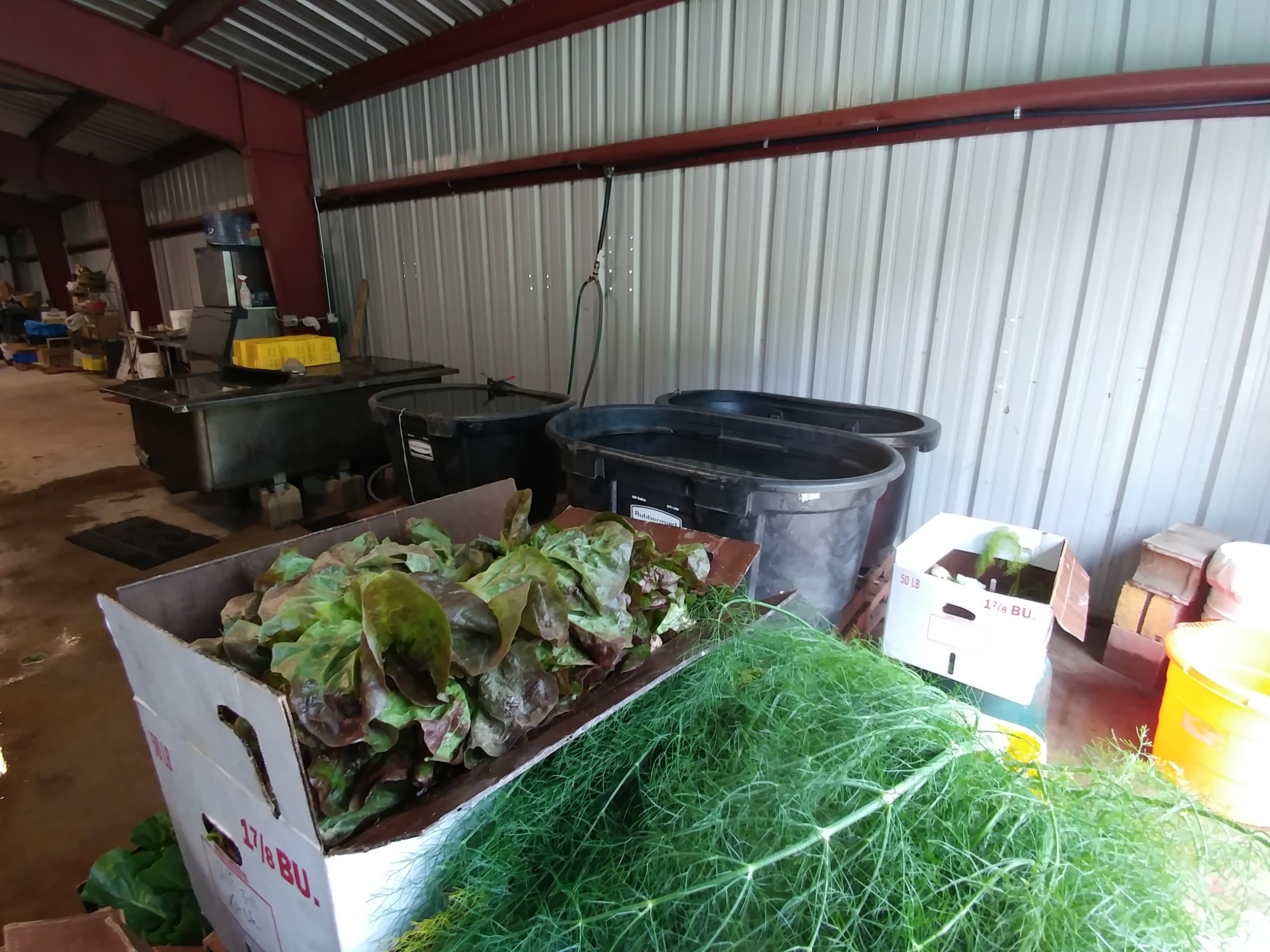 We ended the visit by seeing the pack house, where she puts the plants after harvesting them. She washes the crops three times, before weighting them and putting them in the cooler.