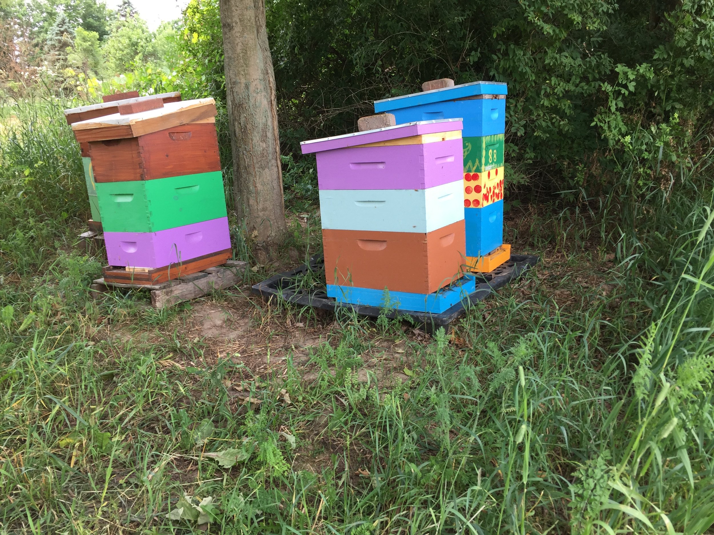 Amazing! The farm also has beekeepers.